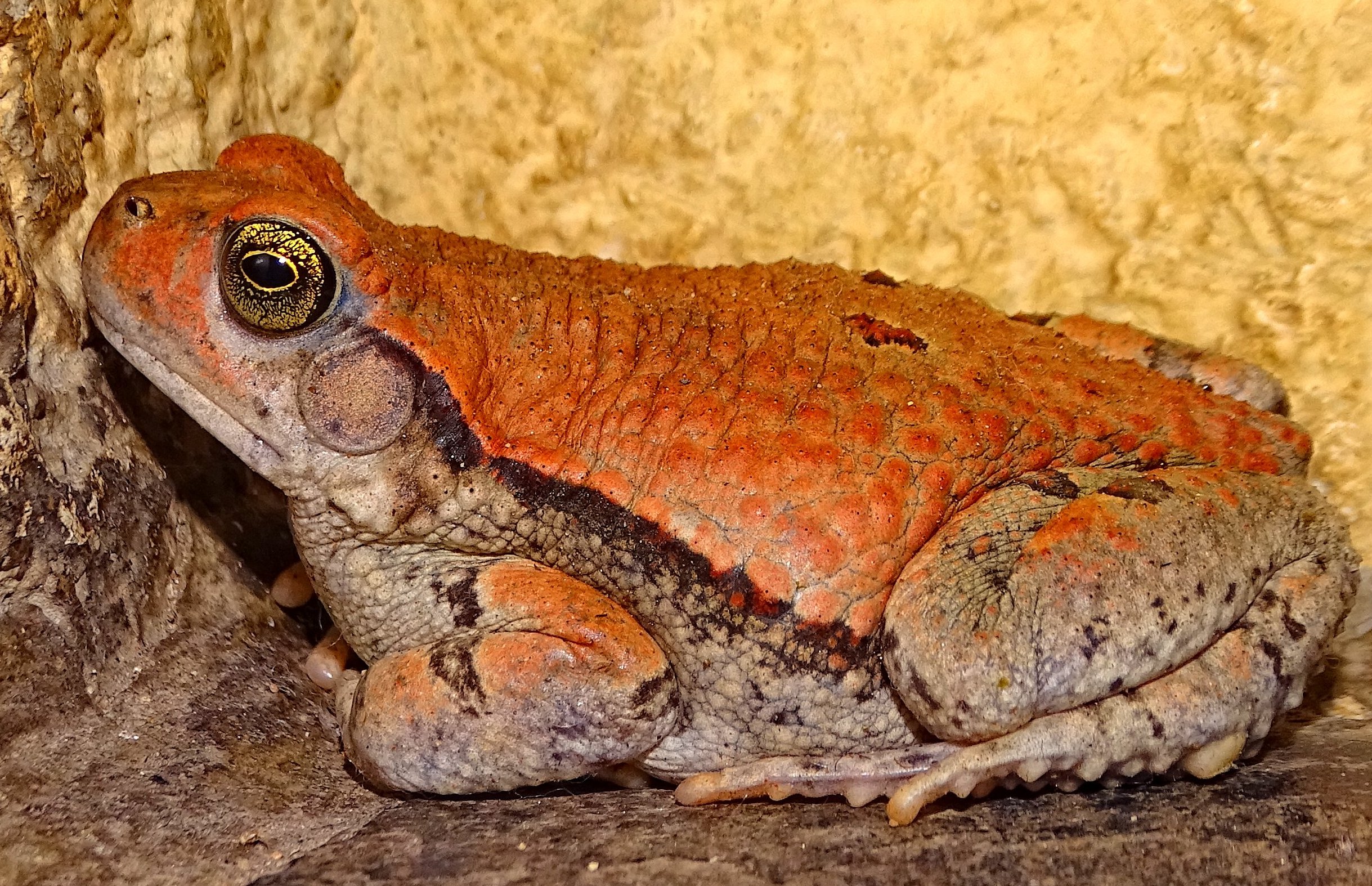 Schismaderma carens in South Africa