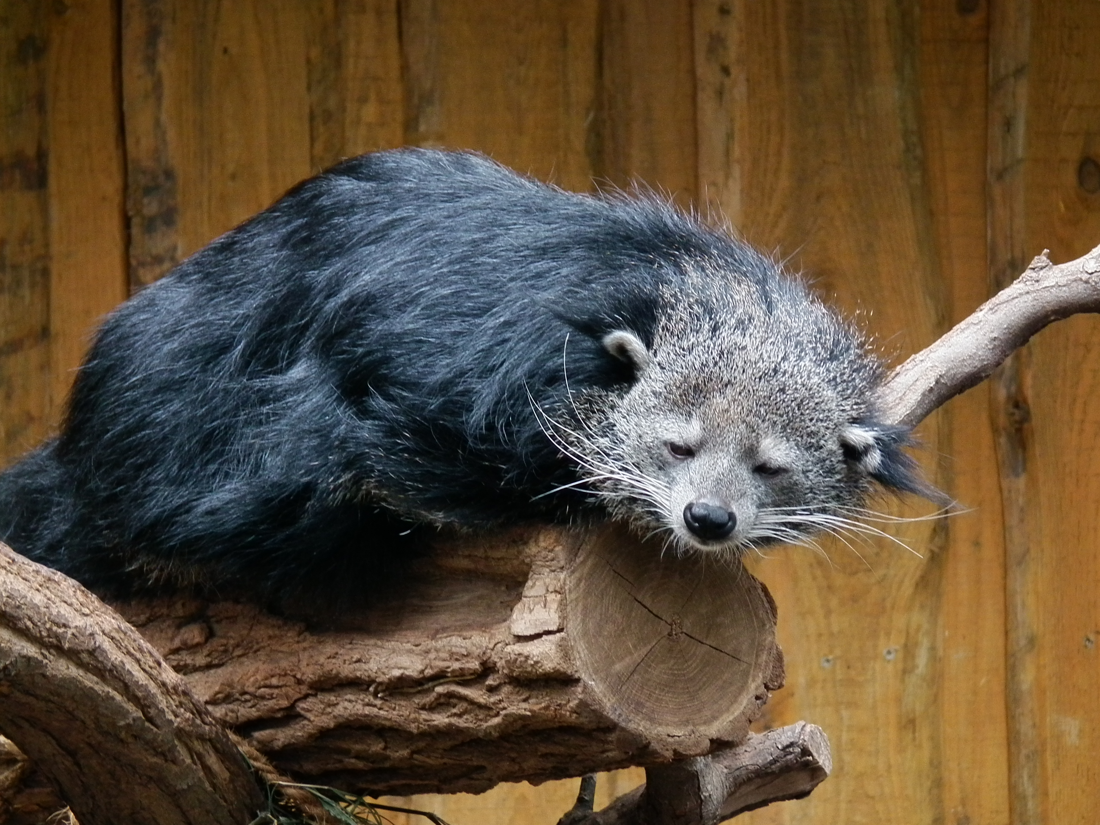 Schläfriger Binturong