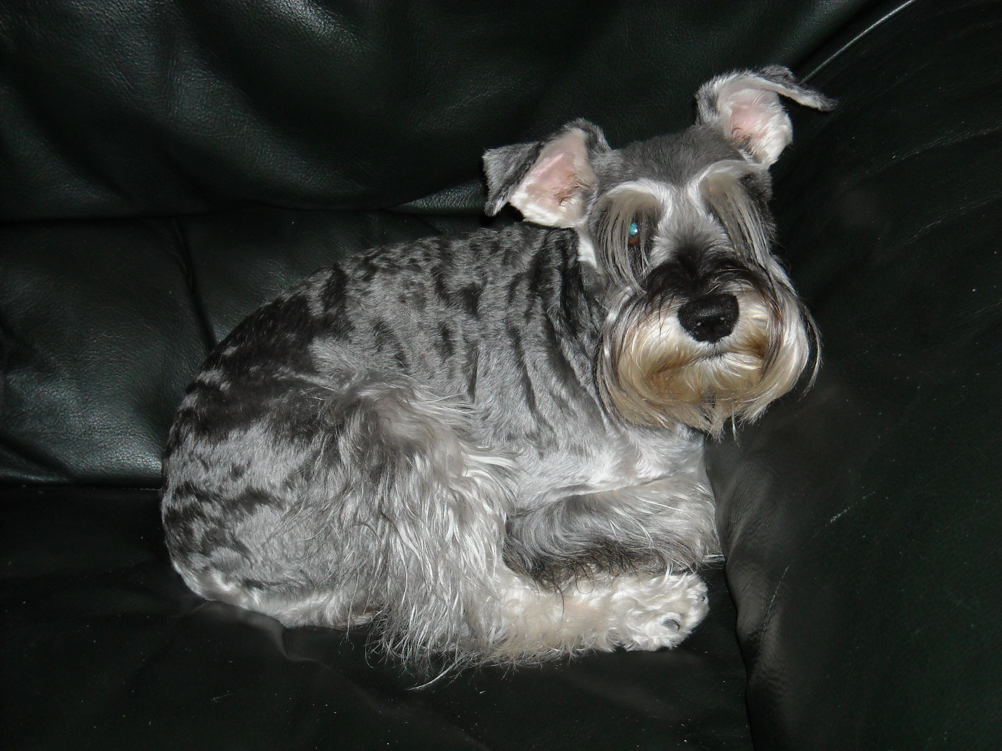 Schnauzer mini