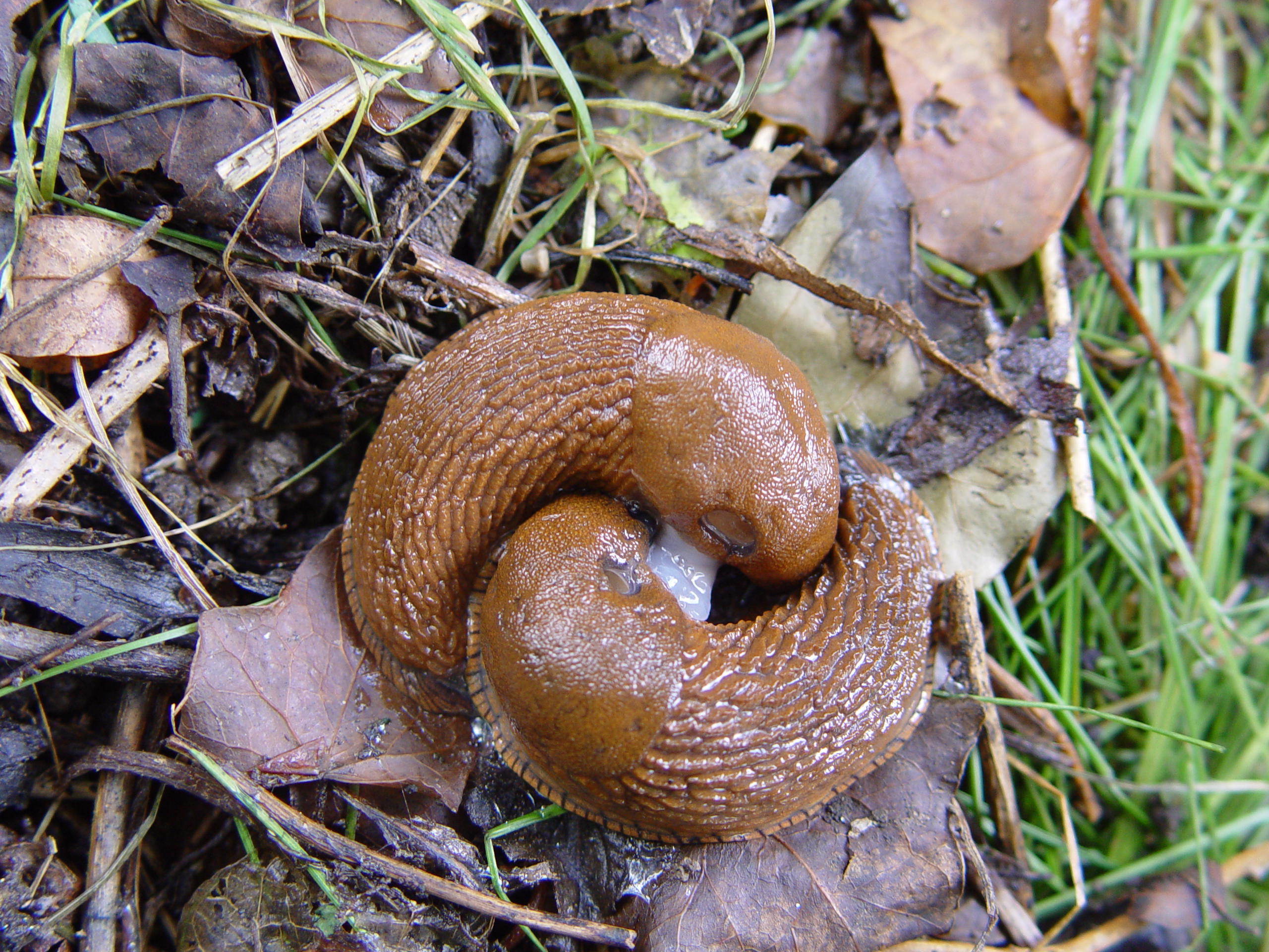 Schneckenliebe