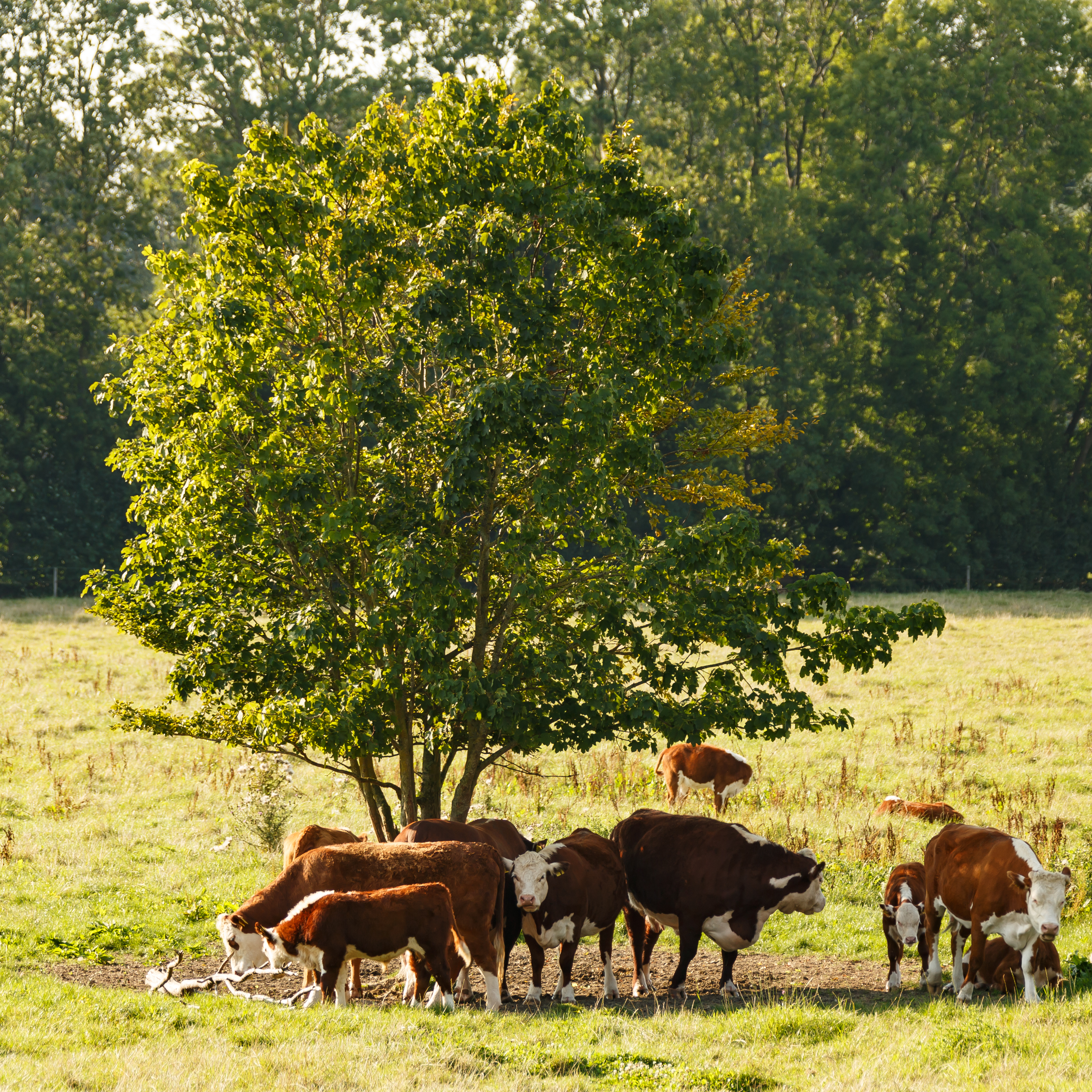 Schokland Netherlands Band-of-cows-in-Middlebuurt-01