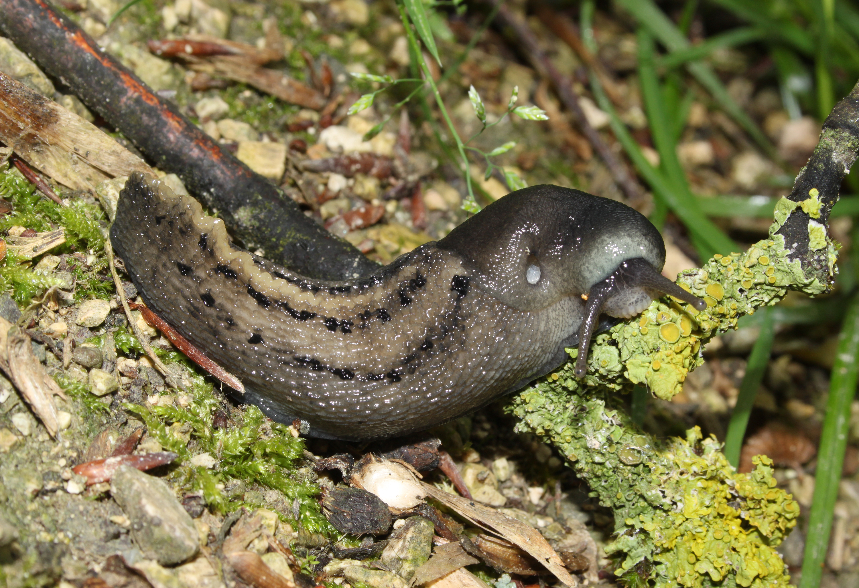 Schwarze Schnegel Limax cinereoniger
