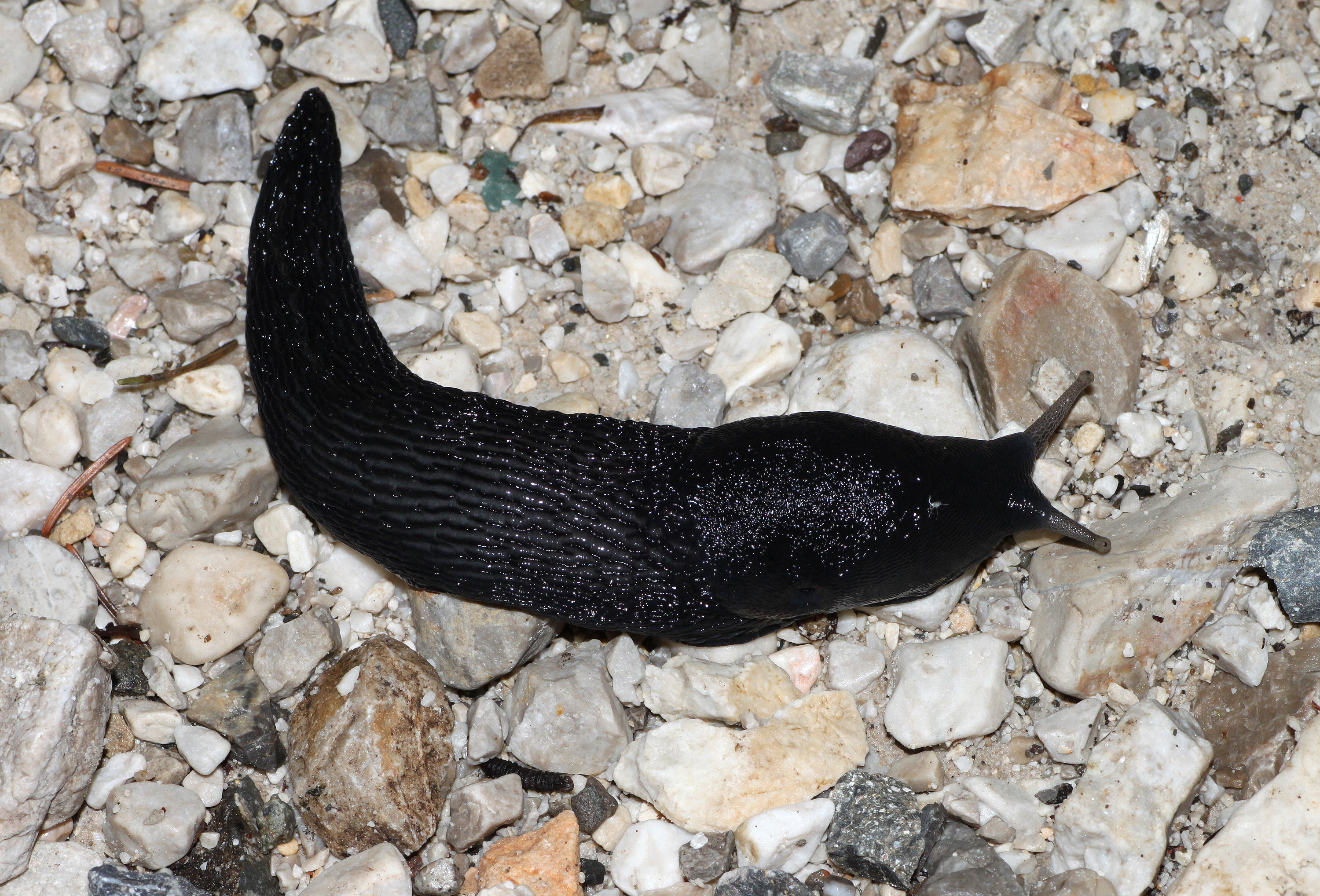 Schwarzer-Schnegel-Limax-cinereoniger