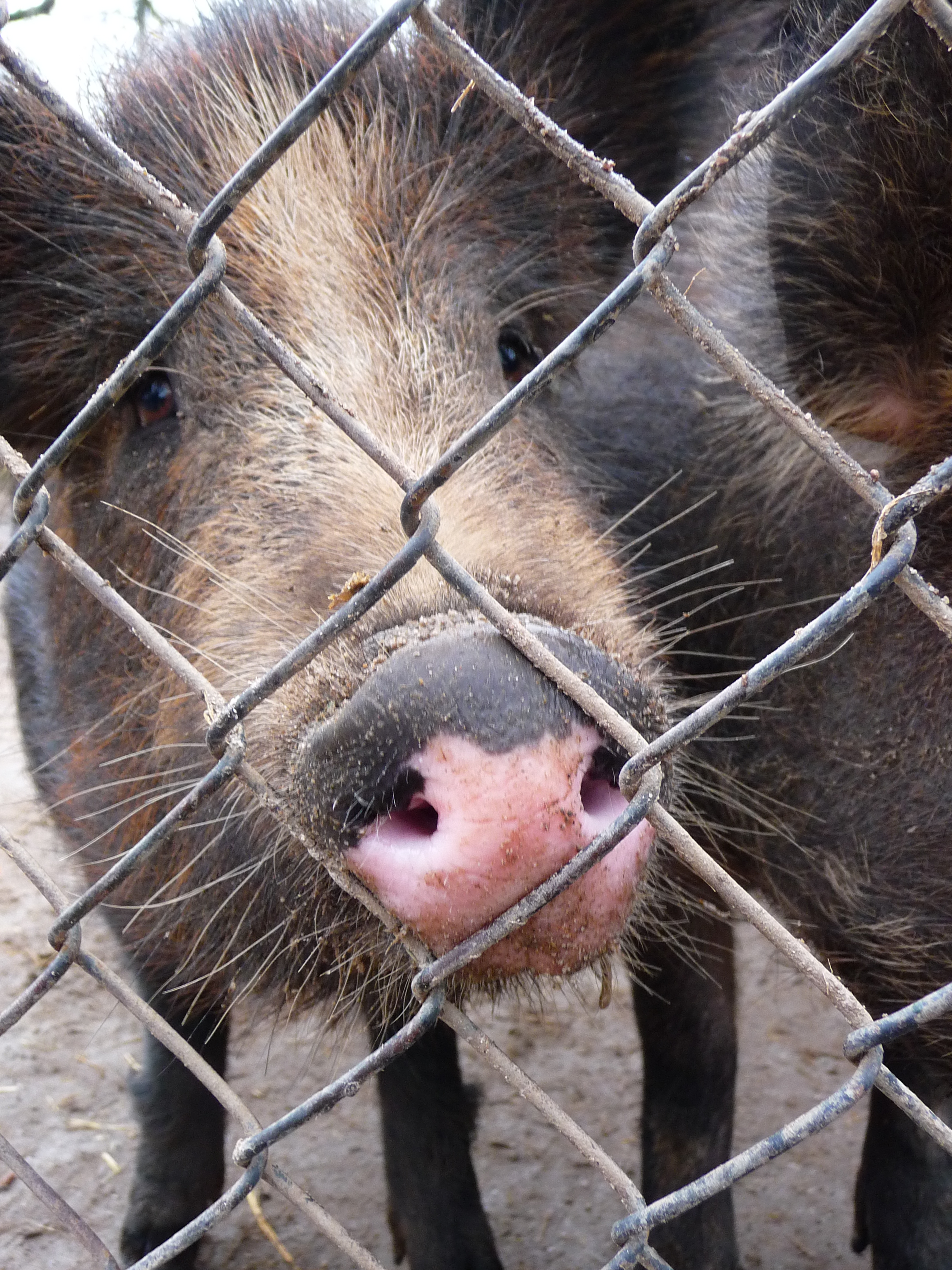 Schweineschnauze
