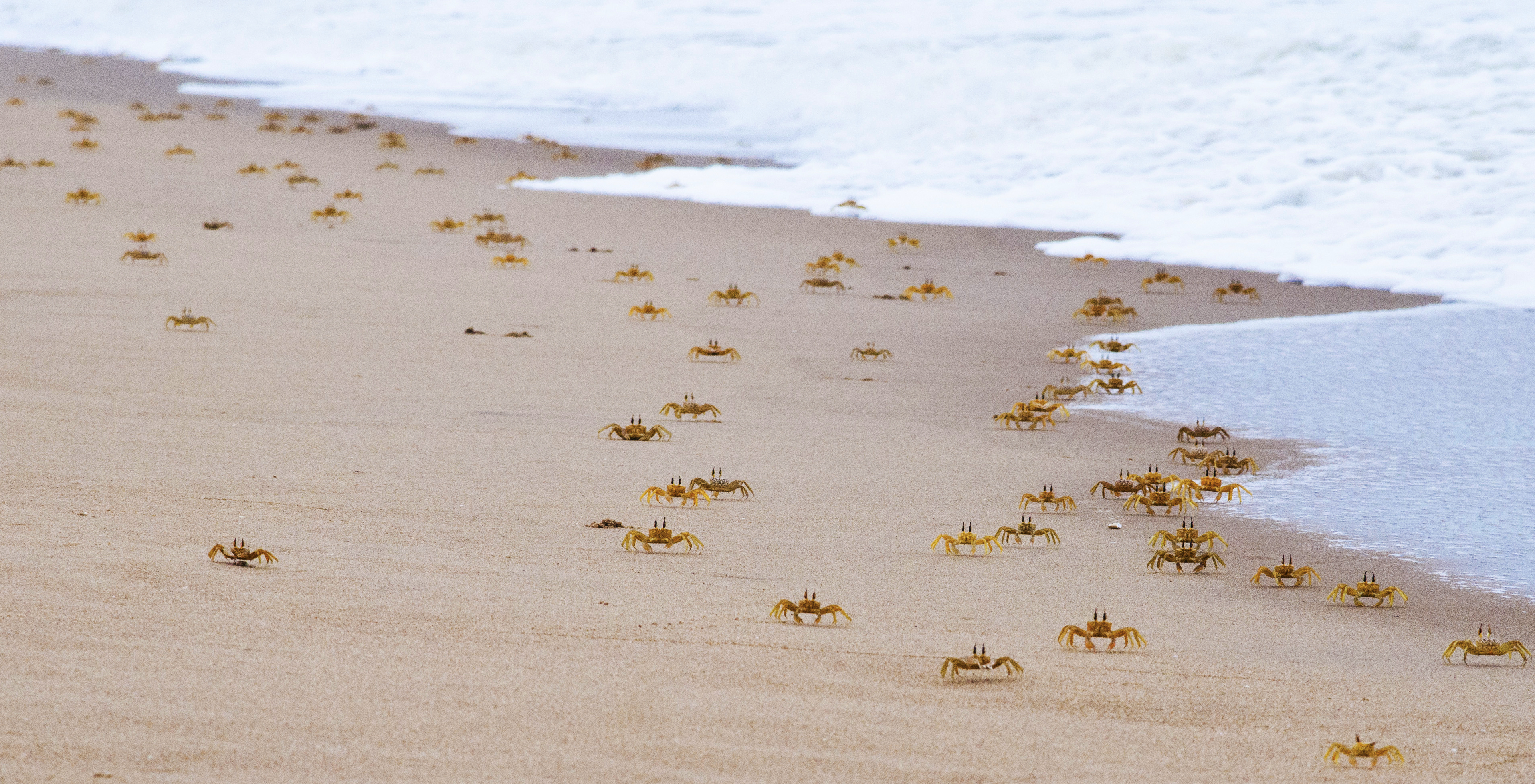 Scurrying Crabs