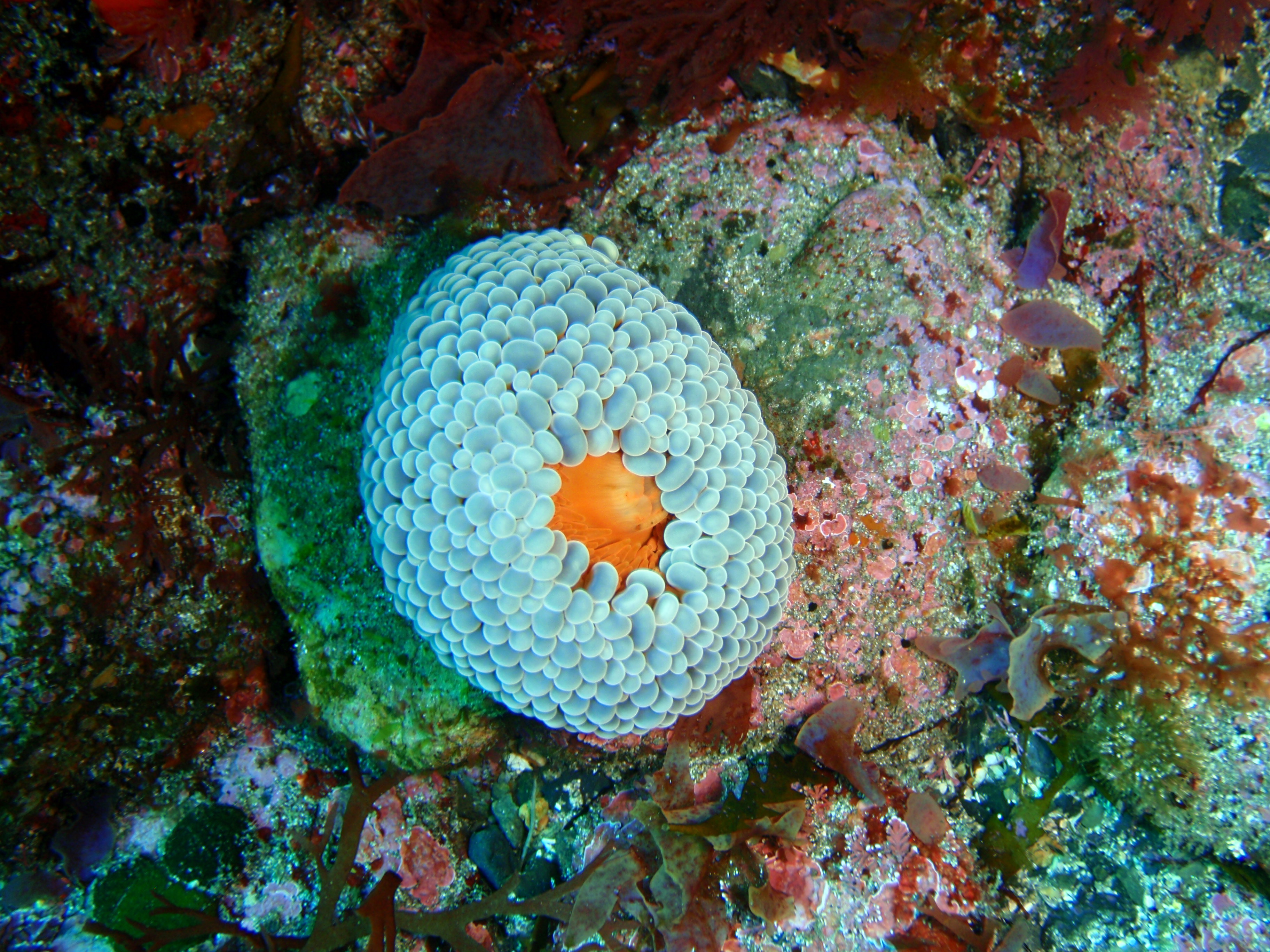 Sea anemone, South East Bay, Three Kings Islands PA121530