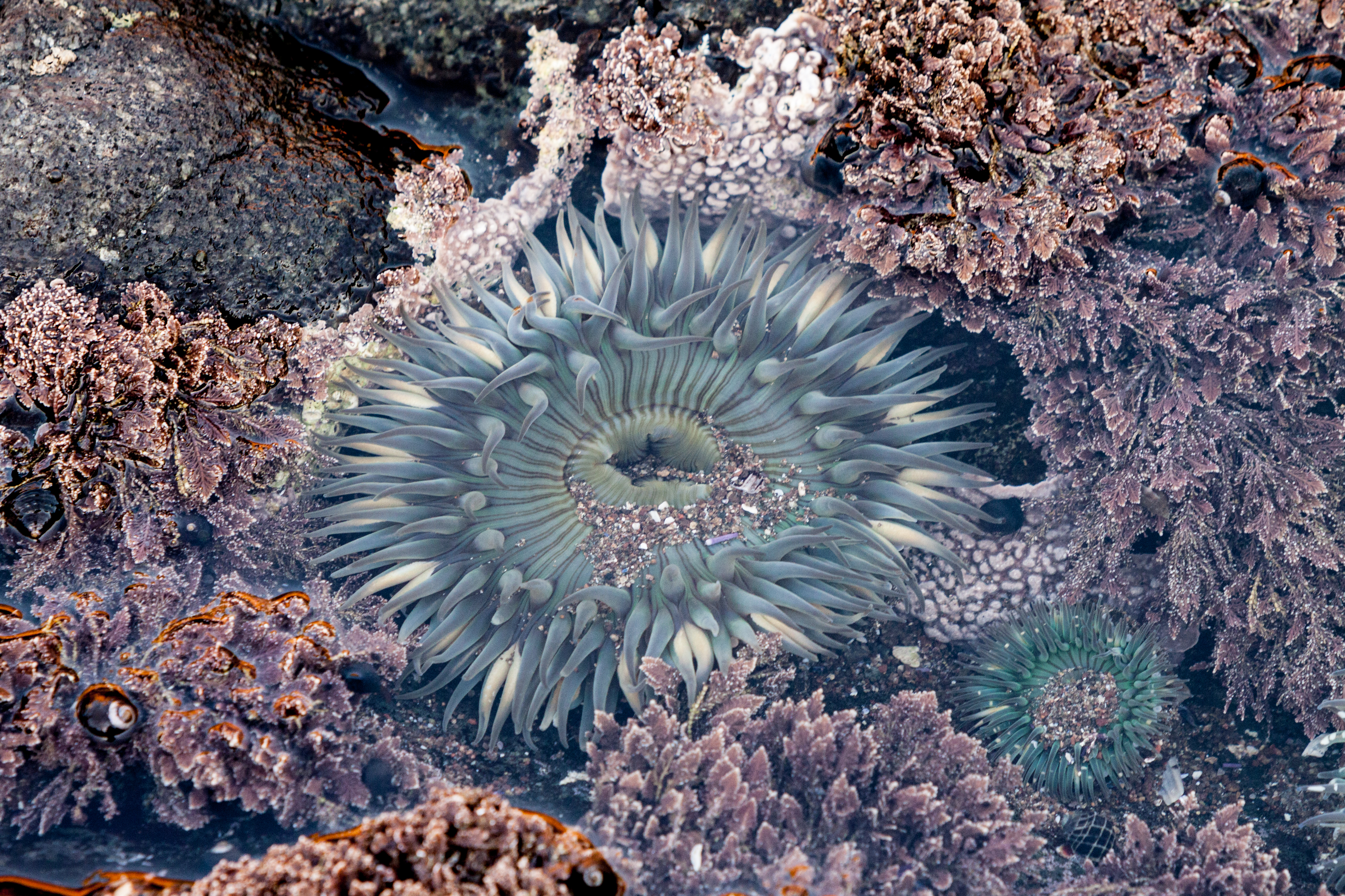 Sea anemone baja california 2