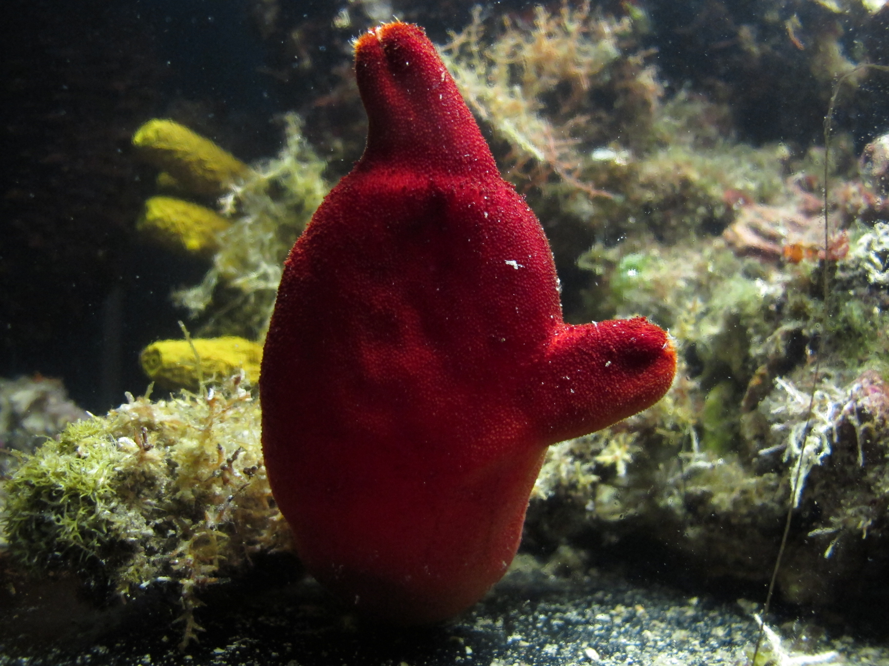 Sea life 3 (An ascidiacea) - panoramio