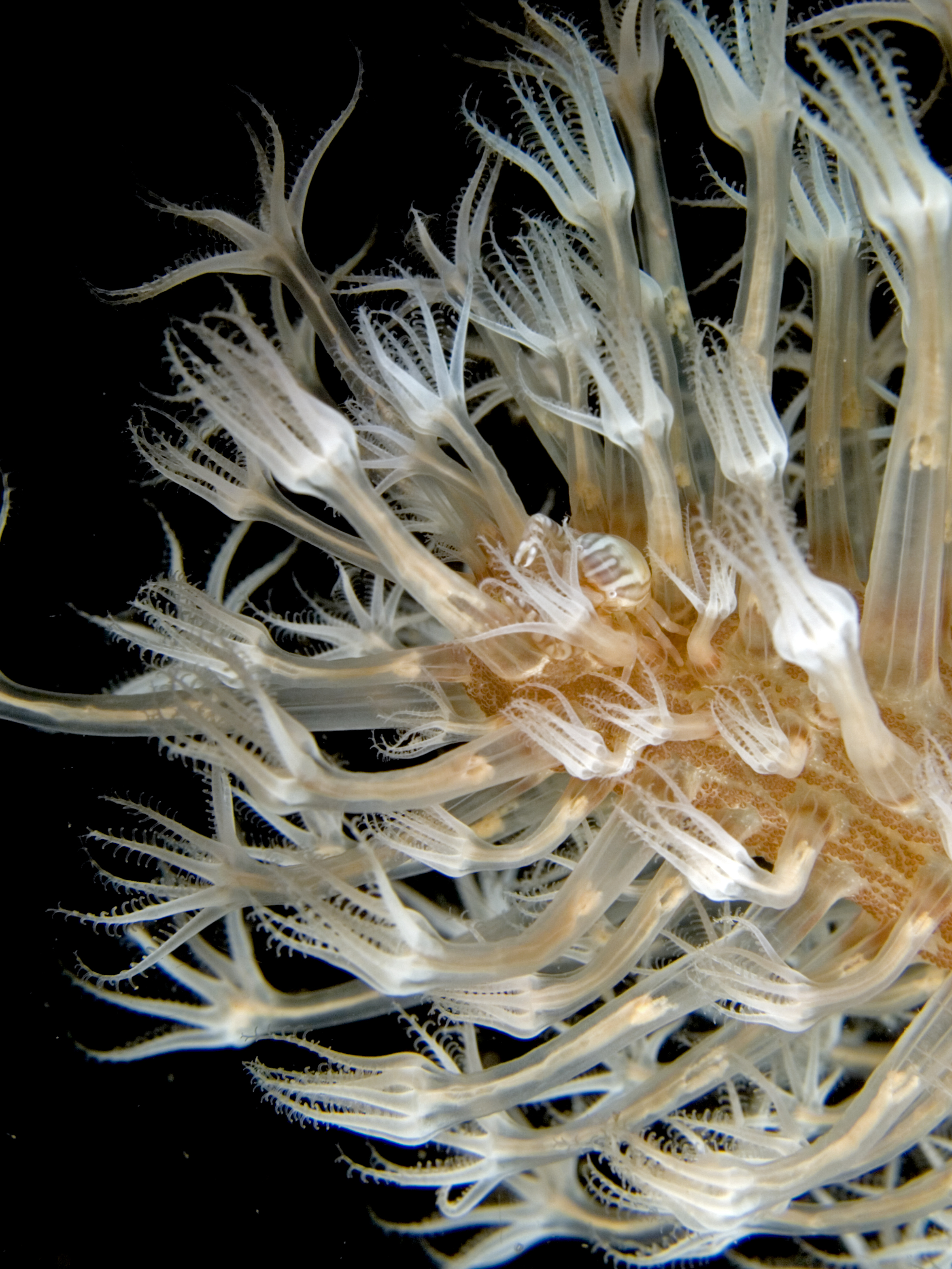 Sea pen porcelain crab