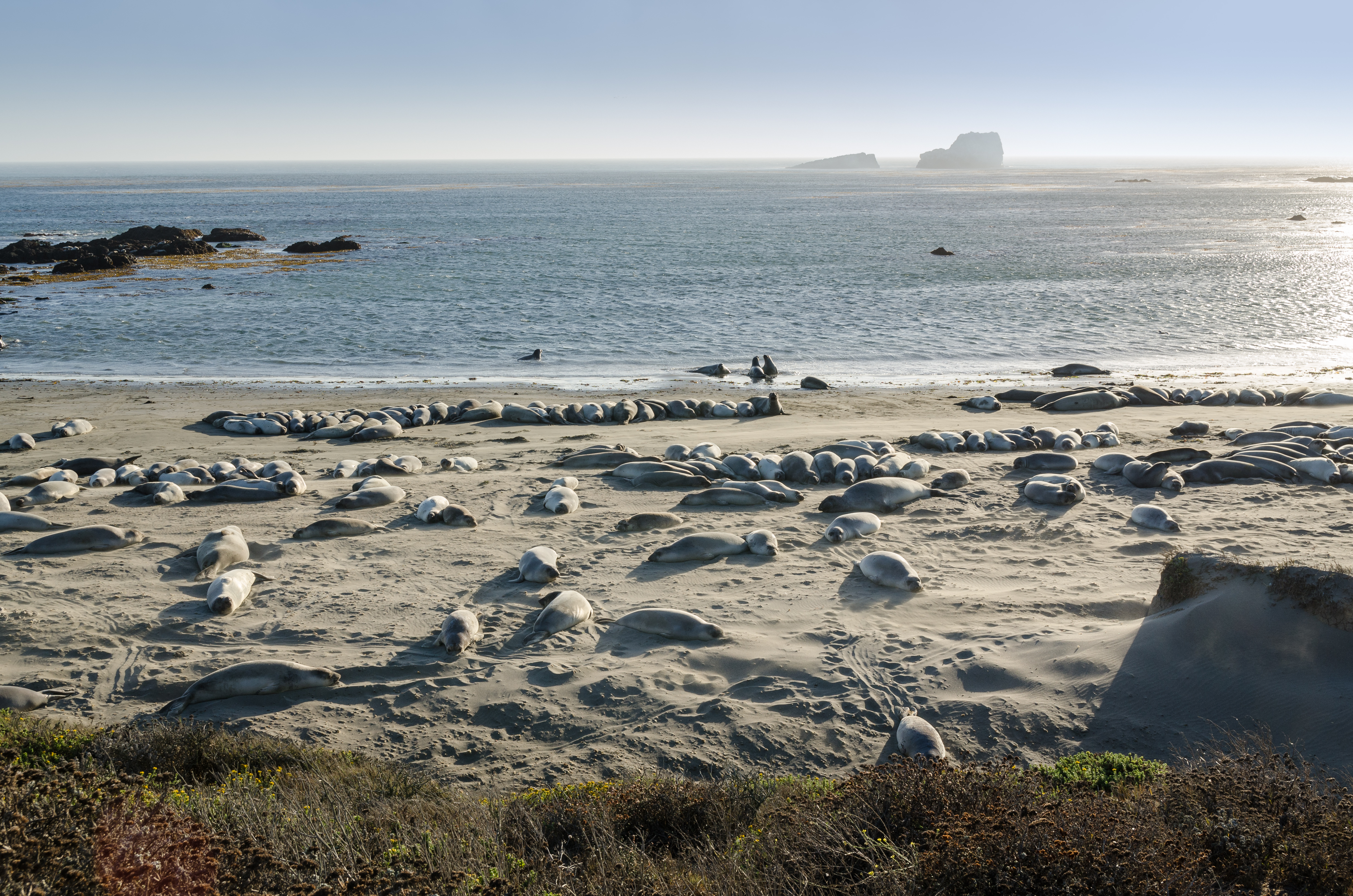 Seals at Piedras Blancas elephant seal rookery 2013 01