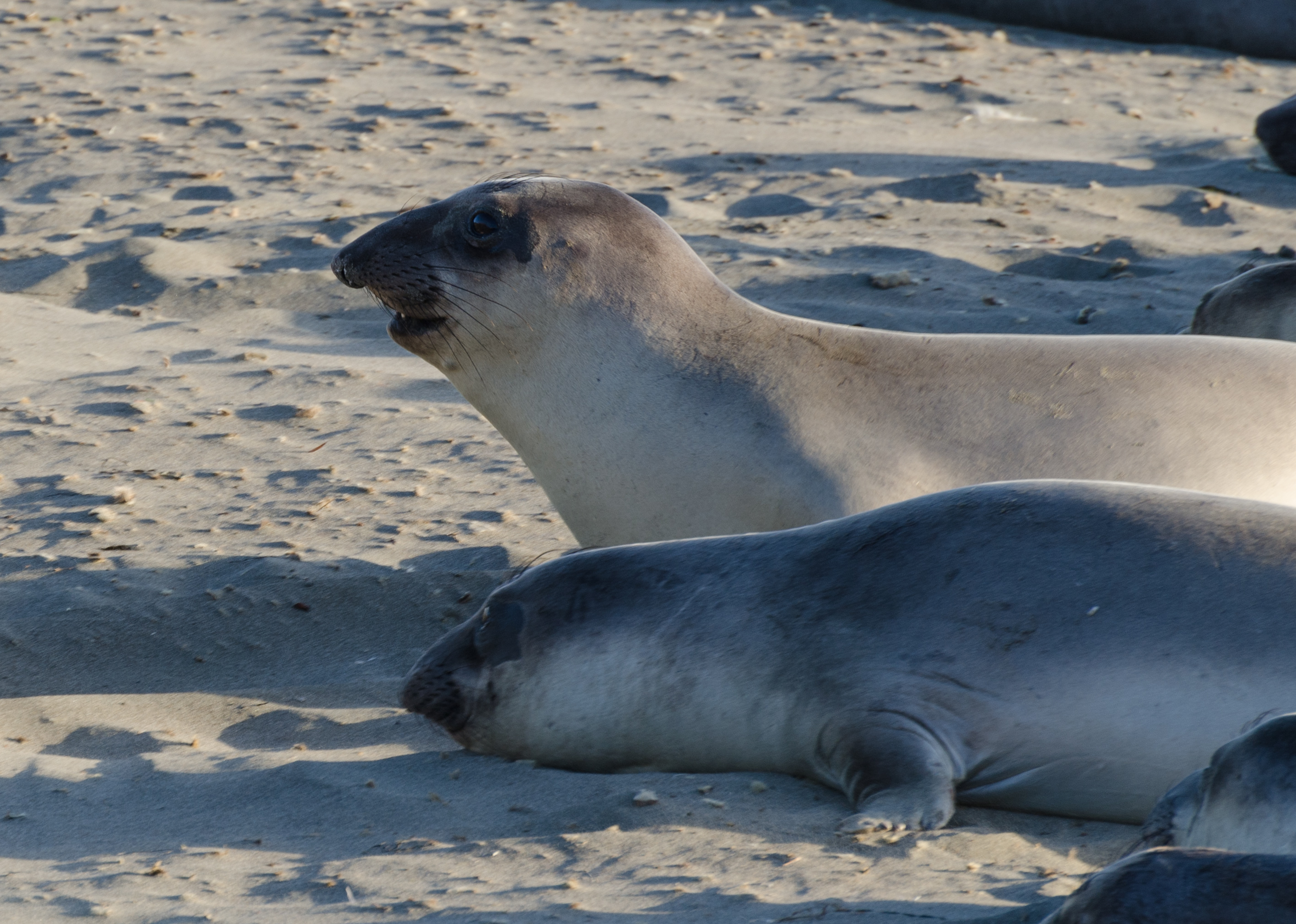 Seals at Piedras Blancas elephant seal rookery 2013 04