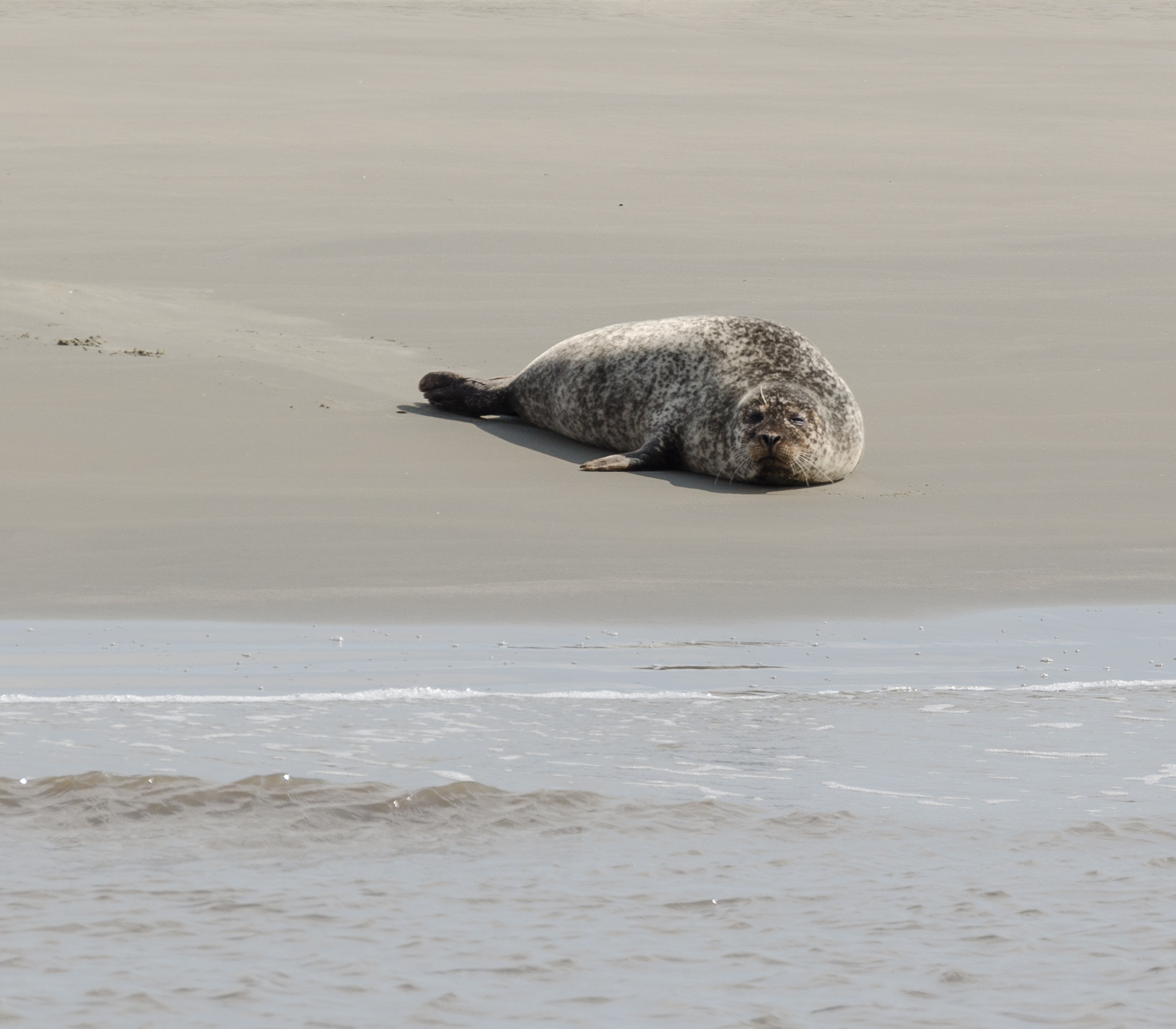 Seehund Einzeltier Medemgrund Cuxhaven 2013