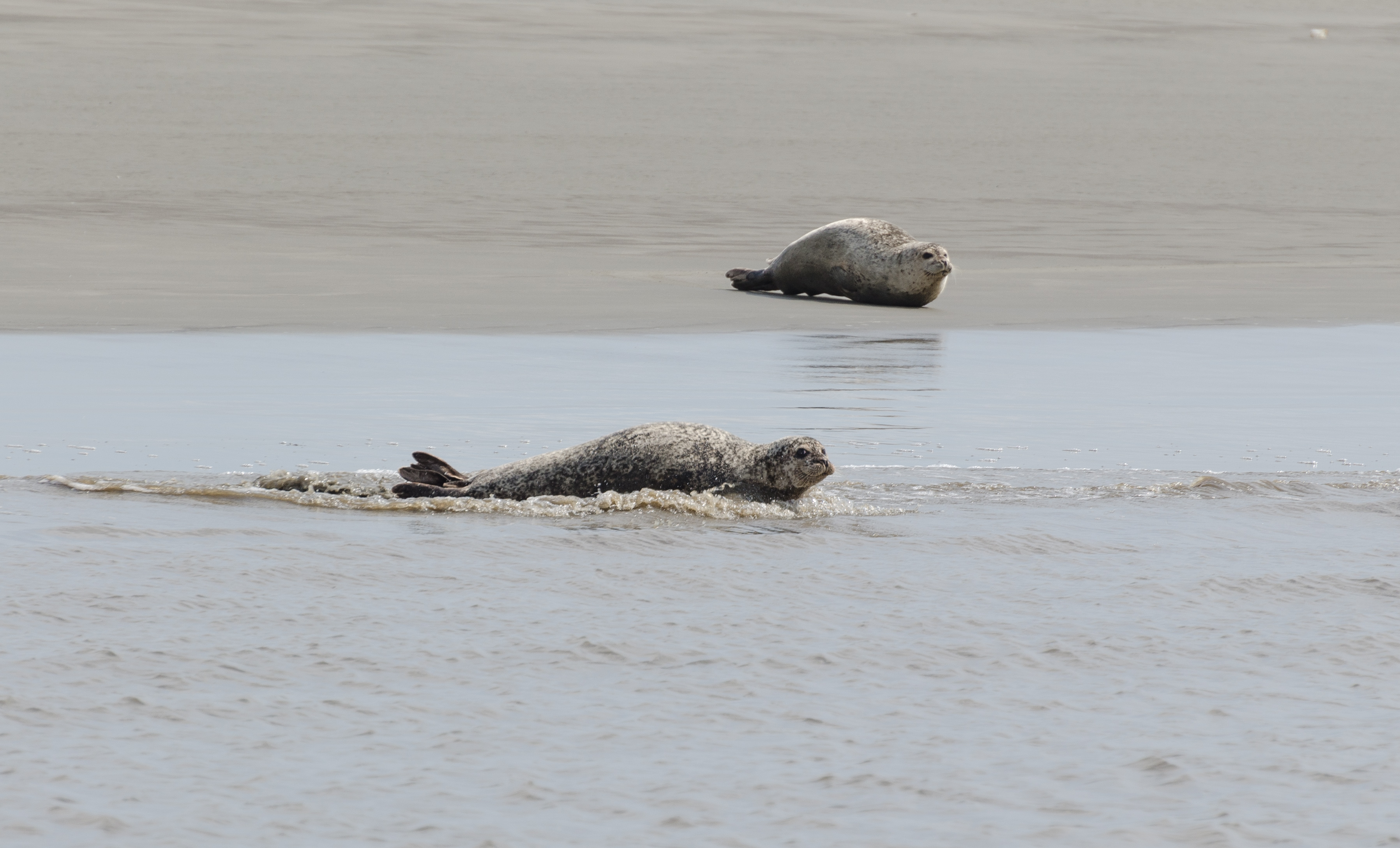 Seehunde Medemgrund Cuxhaven 2013 02