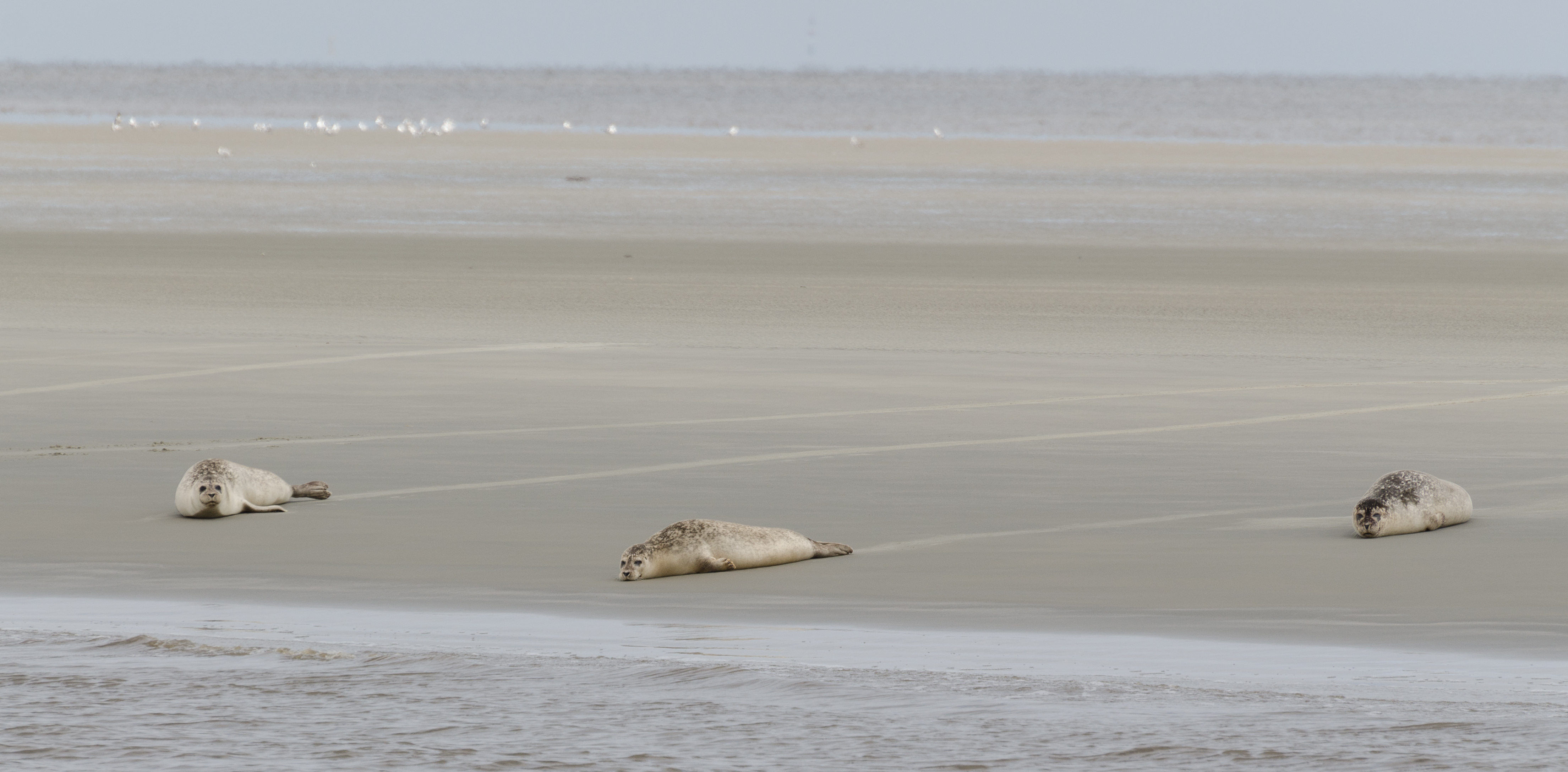 Seehunde Medemgrund Cuxhaven 2013 03