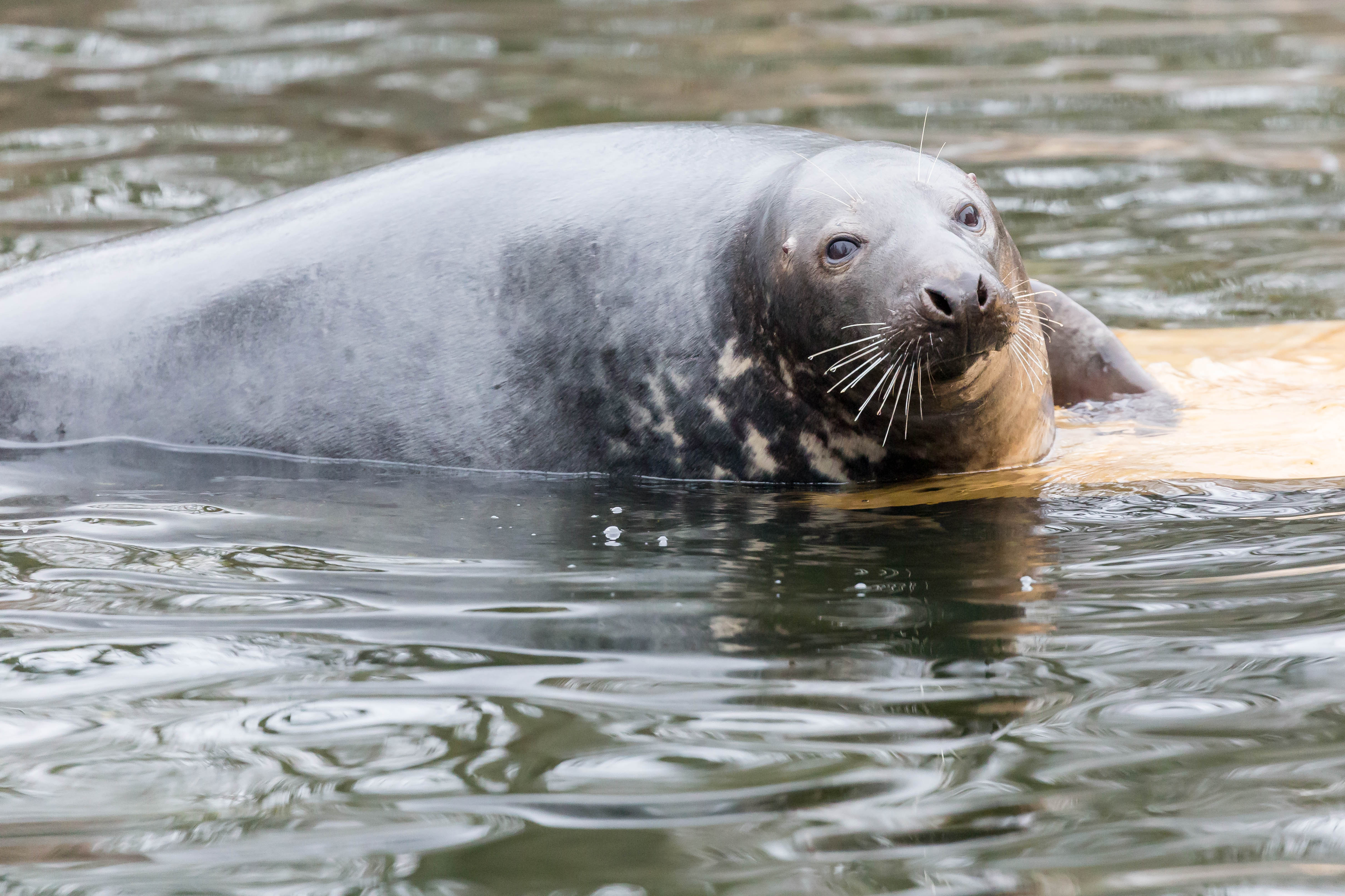 Seelöwe (32119020800)