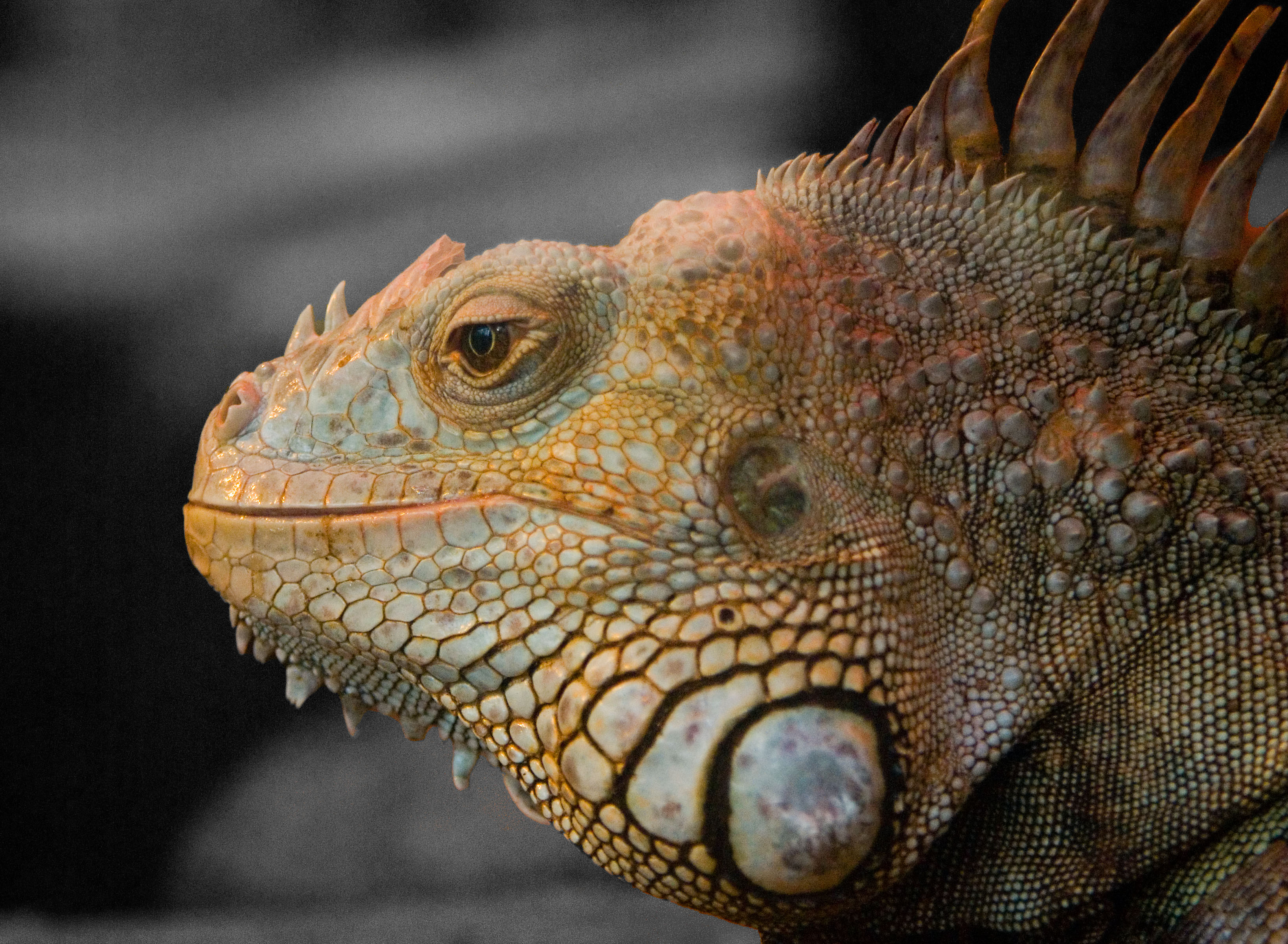 Selective reptile