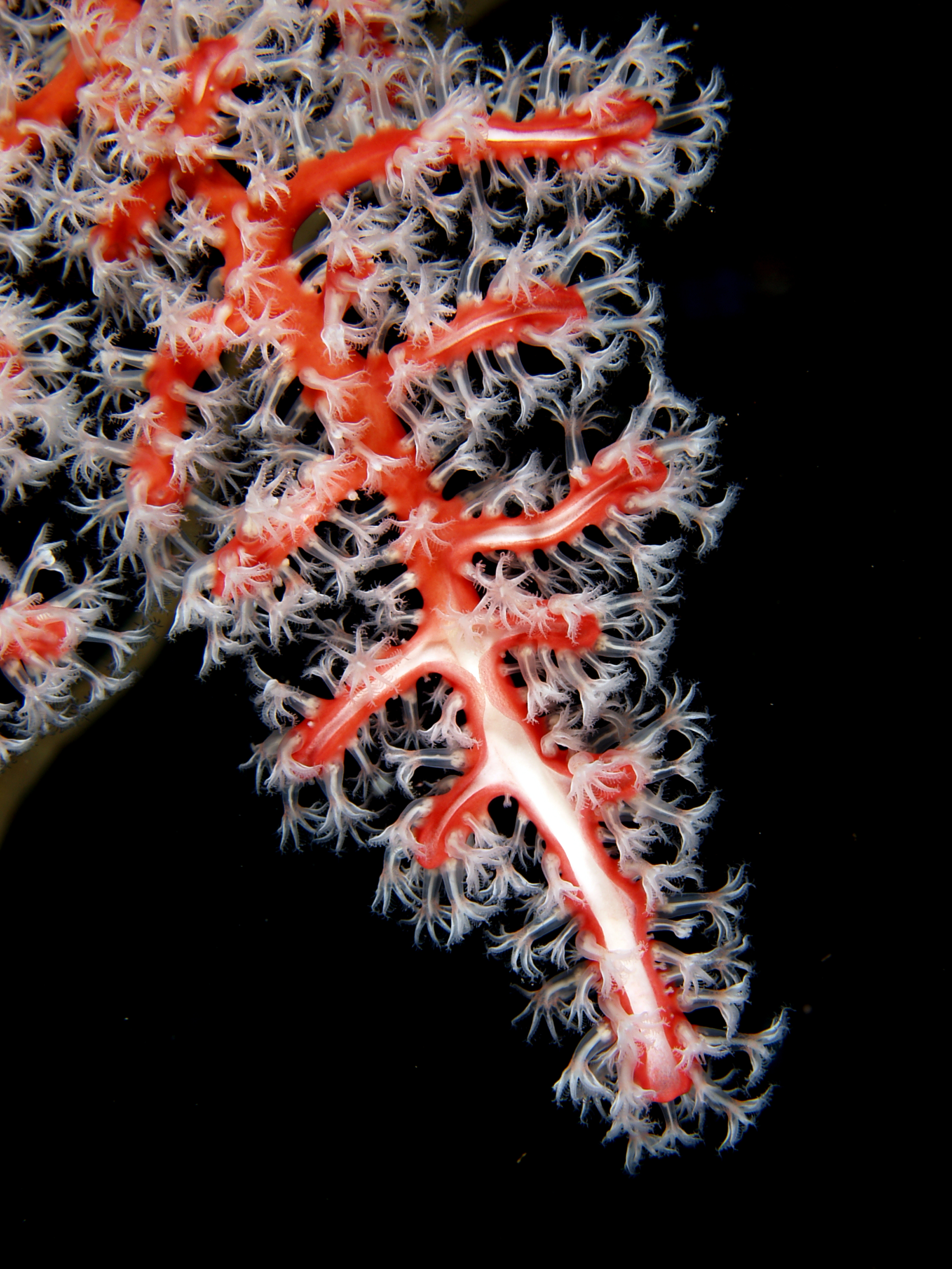 Semperina rubra