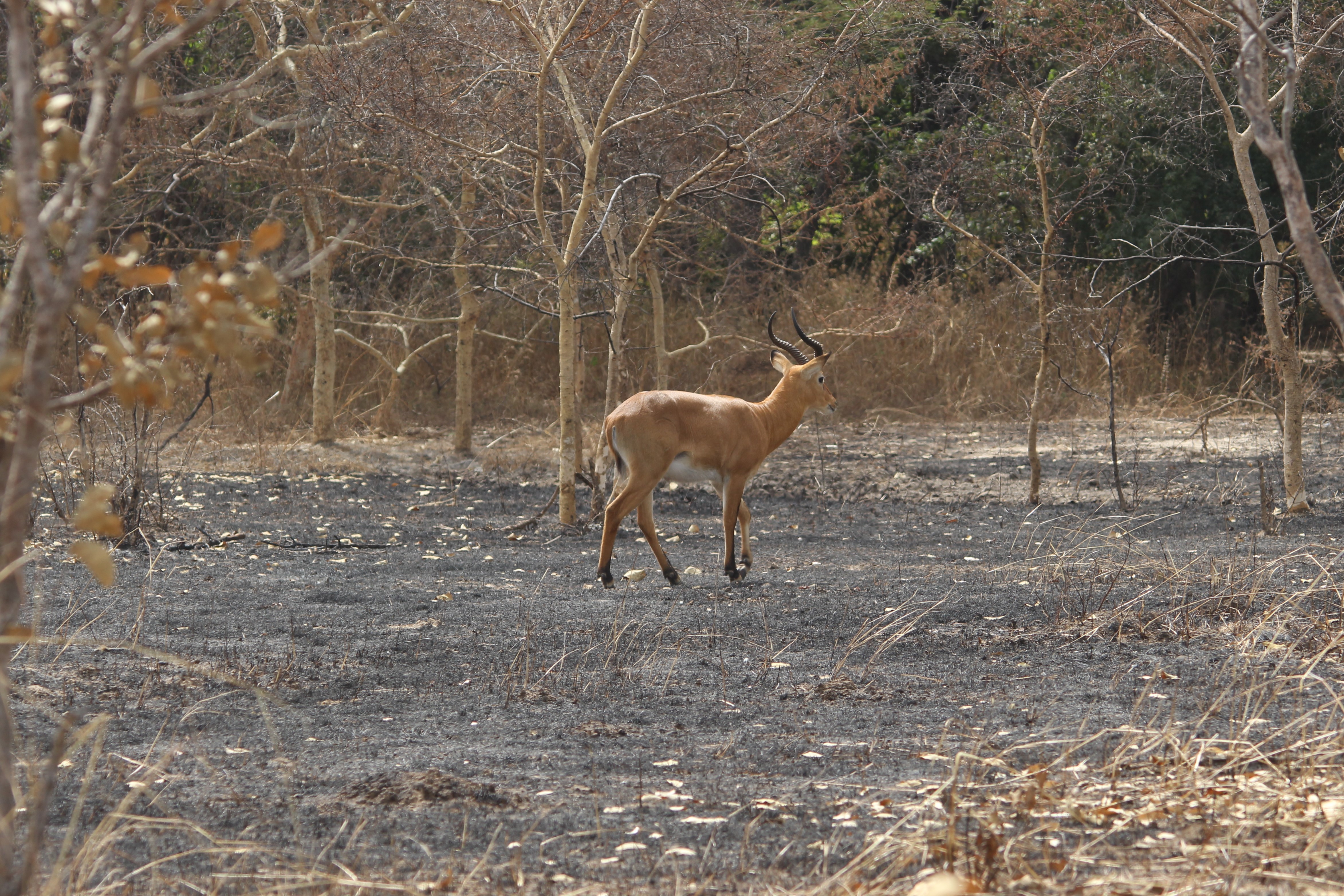 Senegal kent veel diersoorten