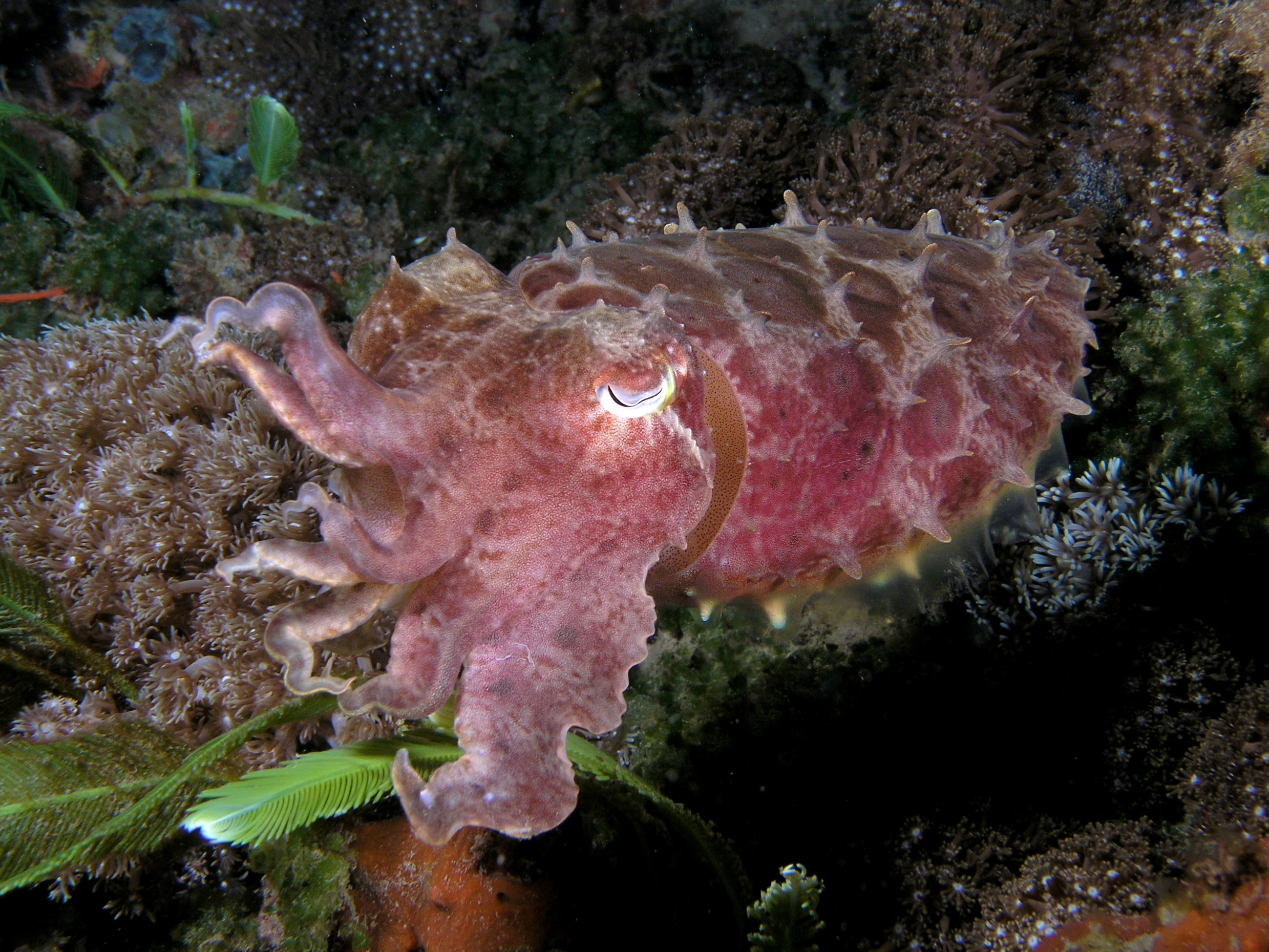 Sepia latimanus (Reef cuttlefish) dark coloration