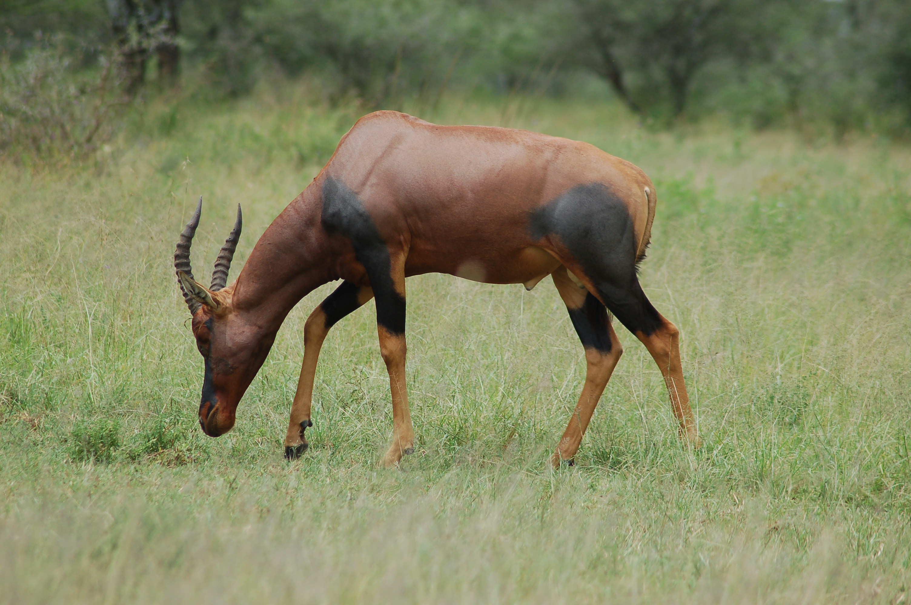 Serengeti, Tanzania (2299070882)