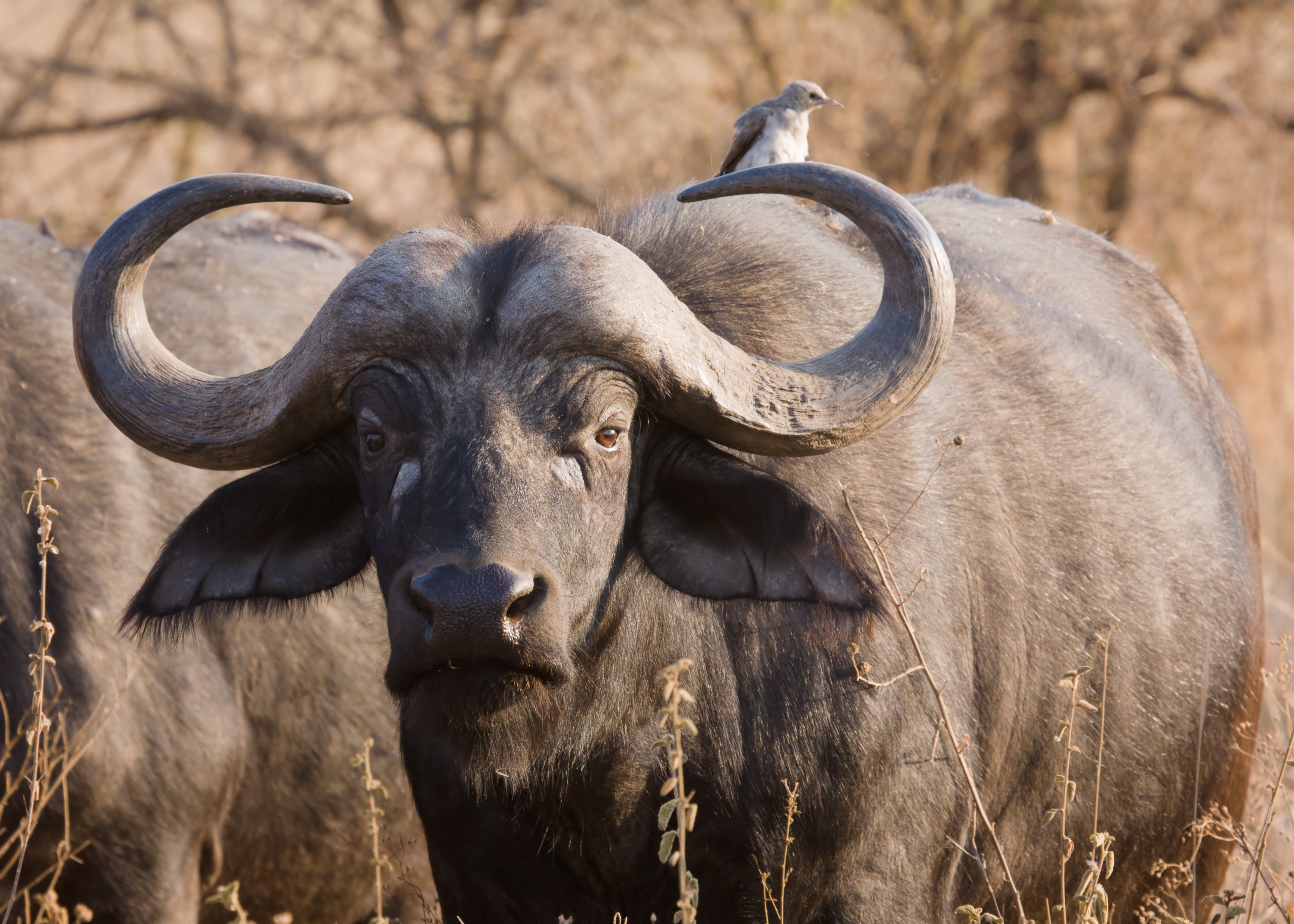 Serengeti Bueffel1