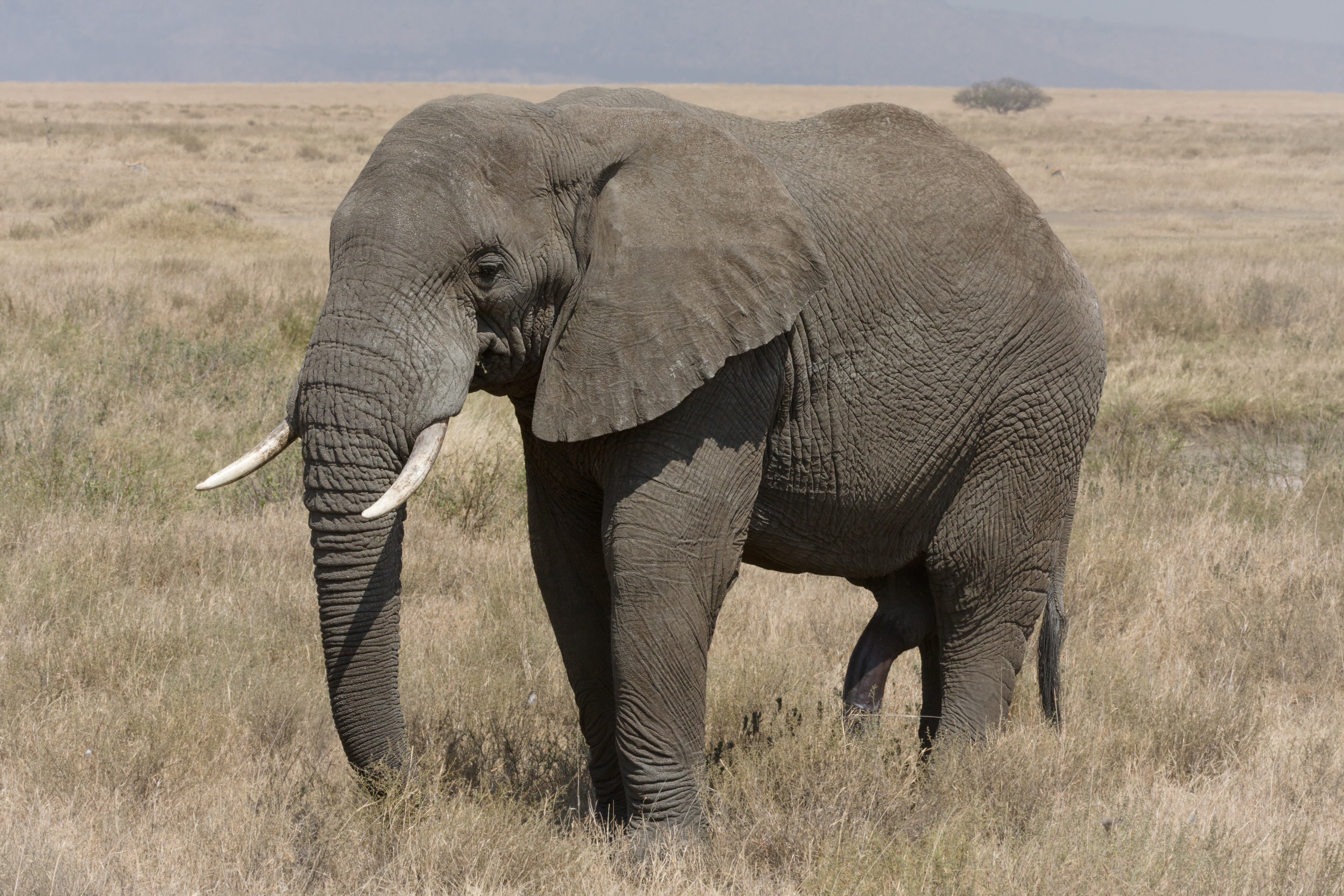 Serengeti Elefantenbulle