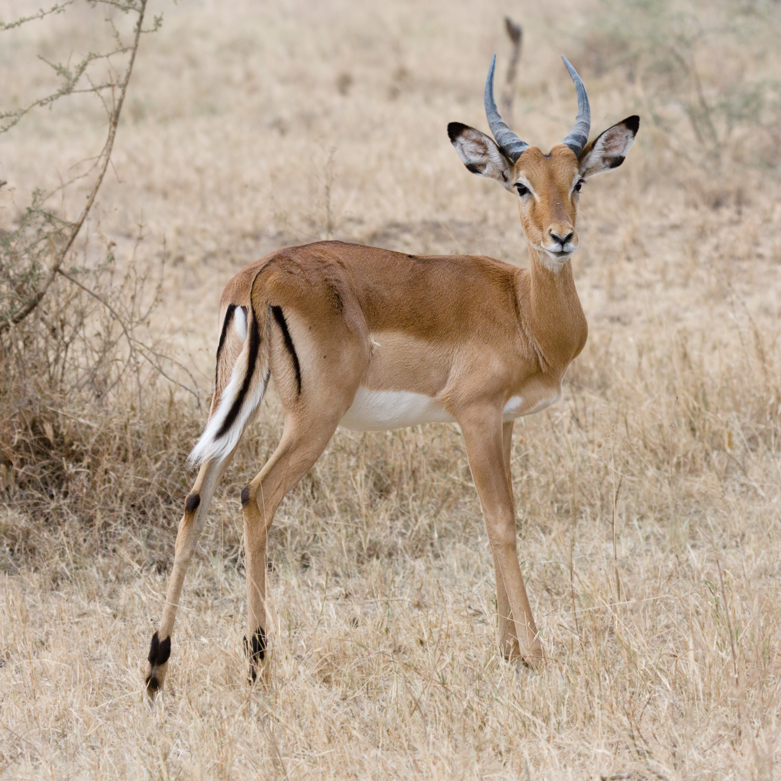 Serengeti Impala3