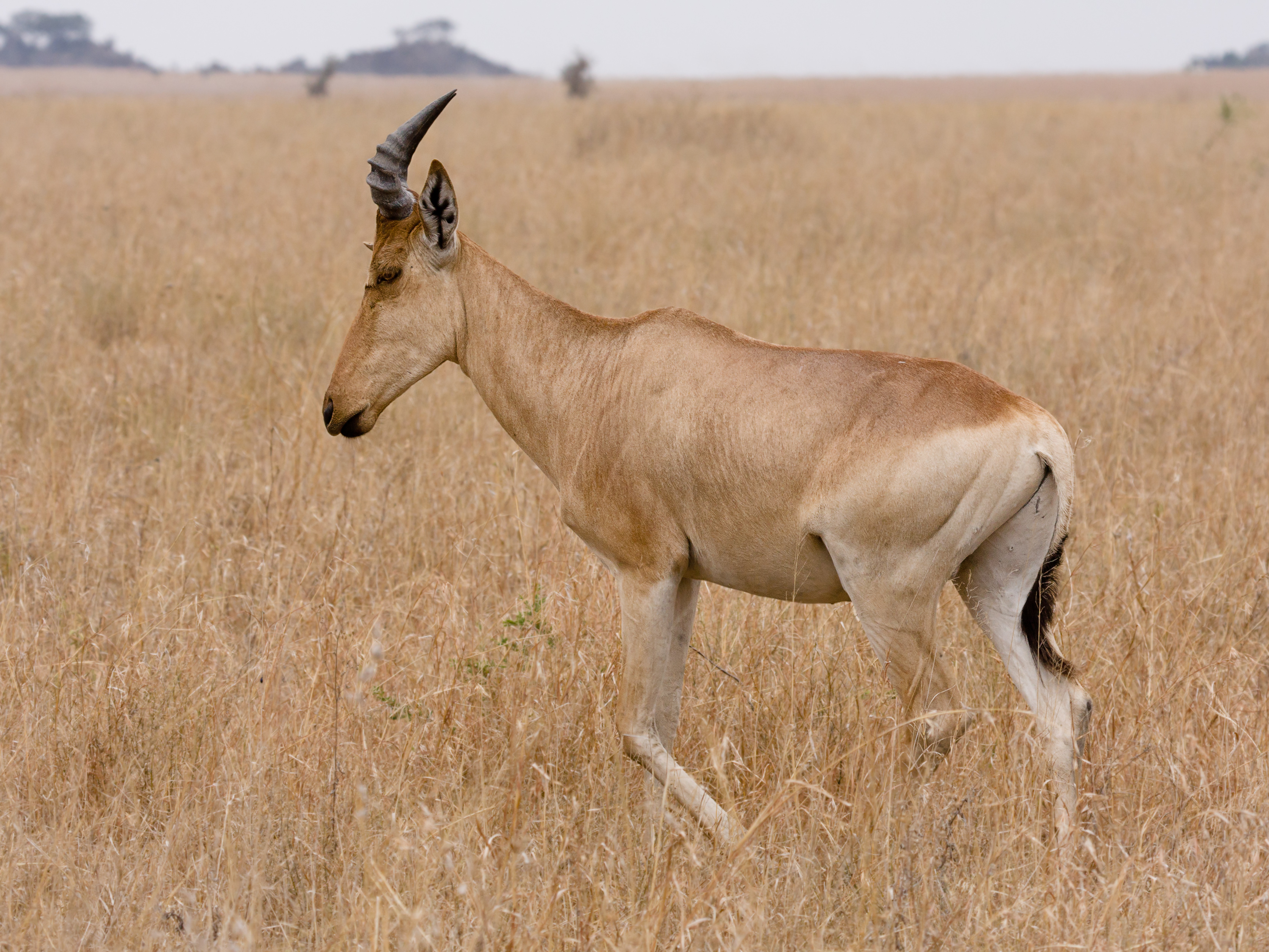 Serengeti Kongoni1