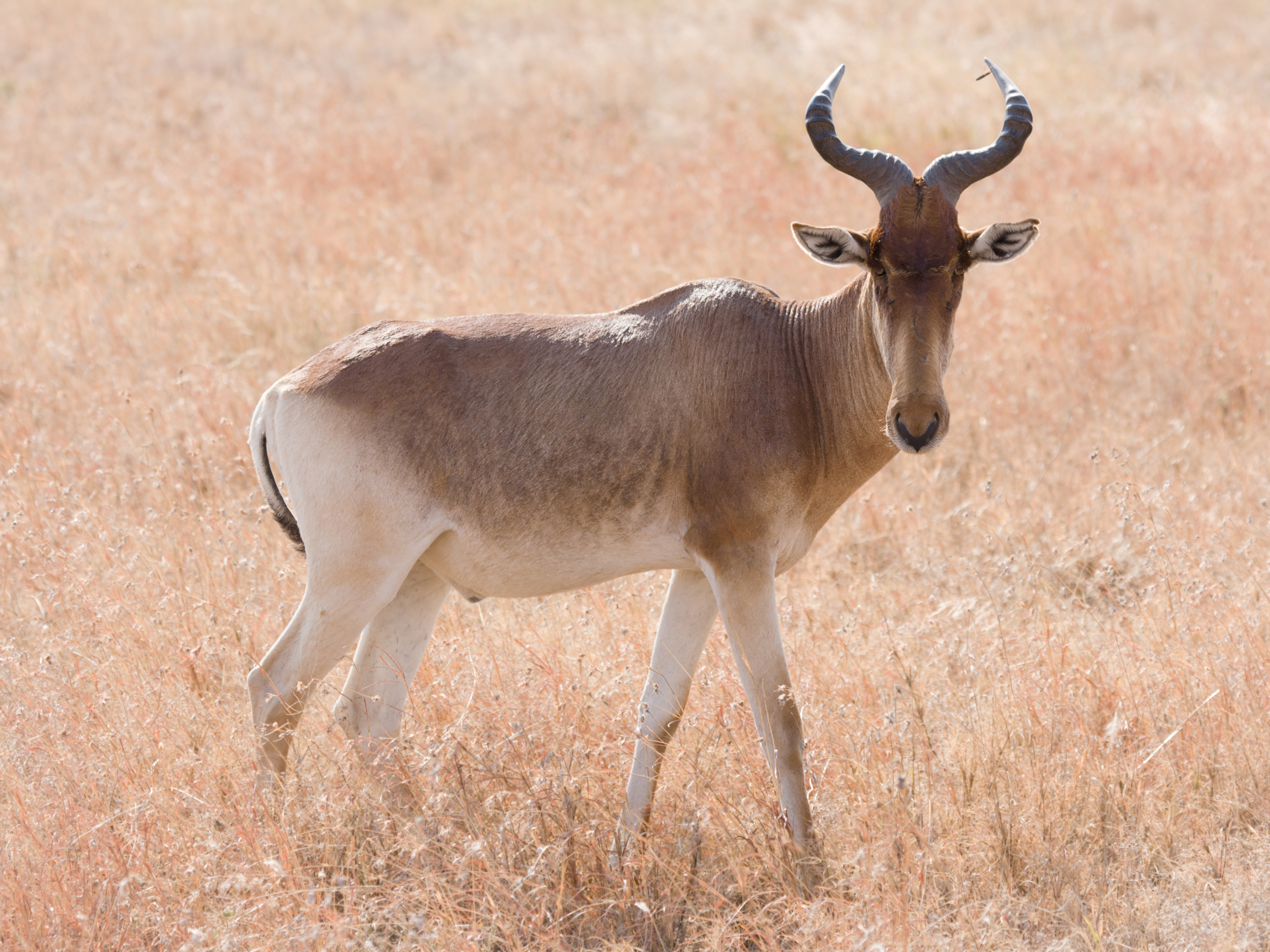 Serengeti Kongoni2