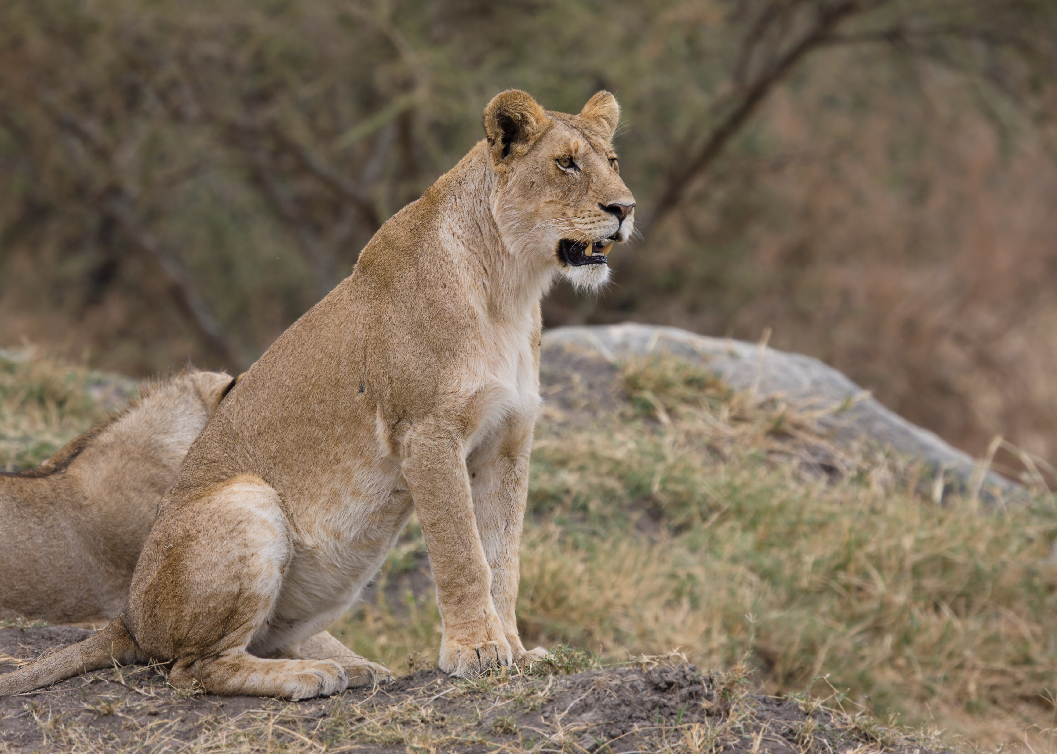 Serengeti Loewin1