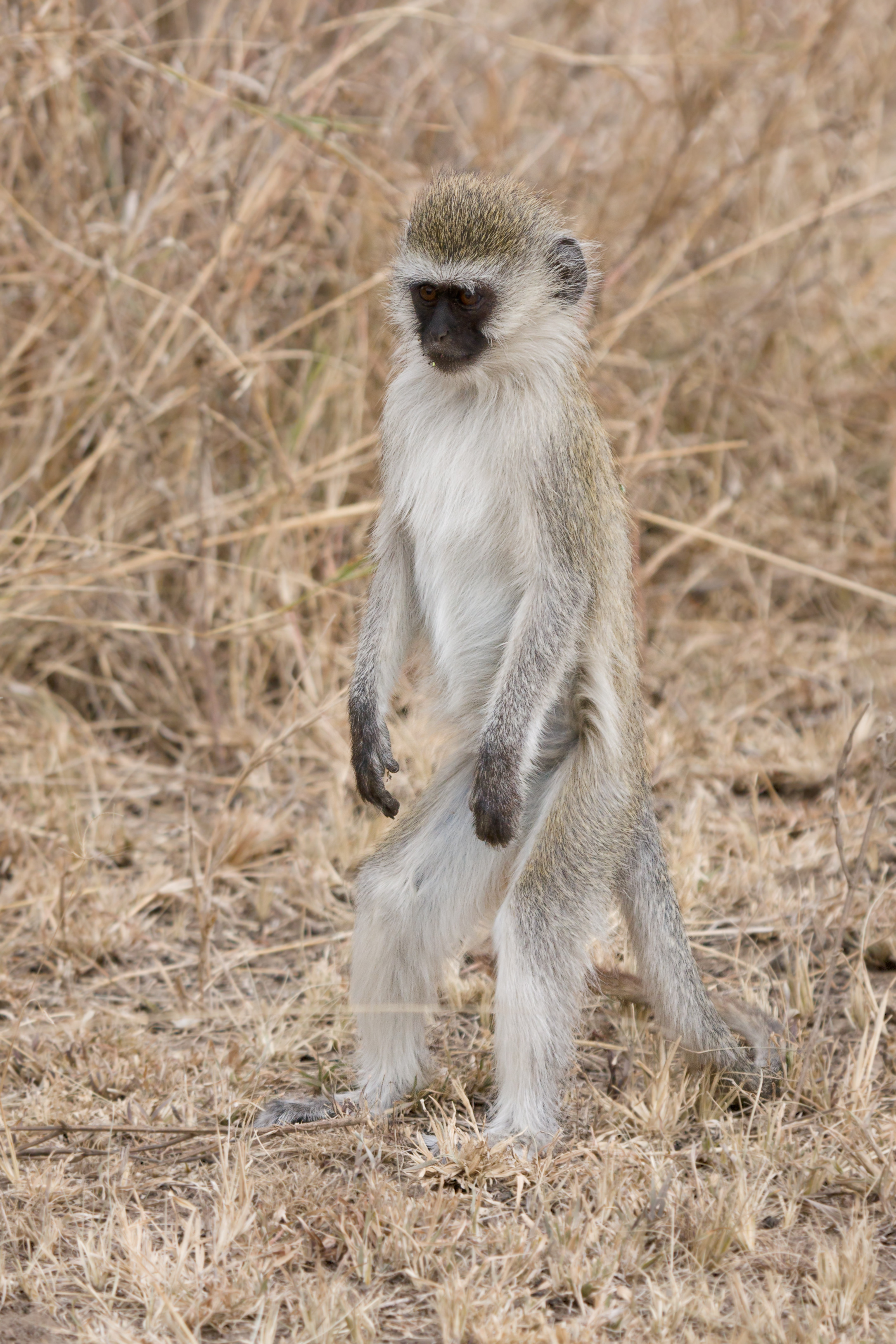 Serengeti Suedliche Gruenmeerkatze