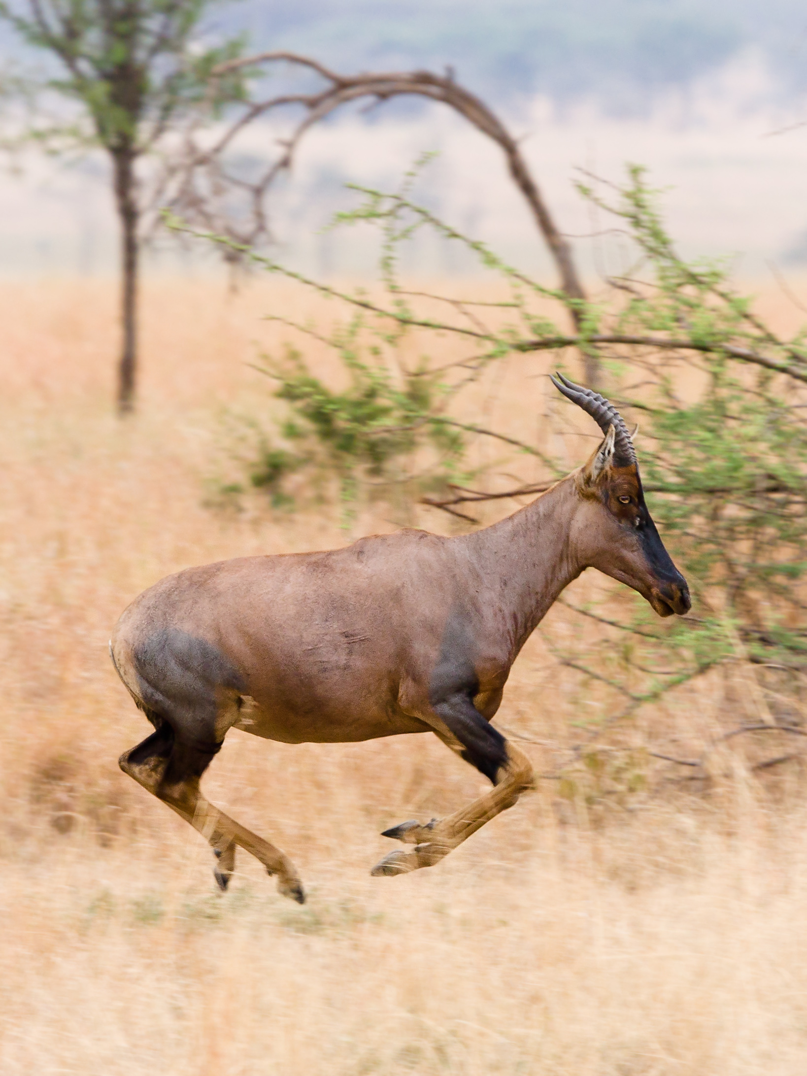 Serengeti Topi3