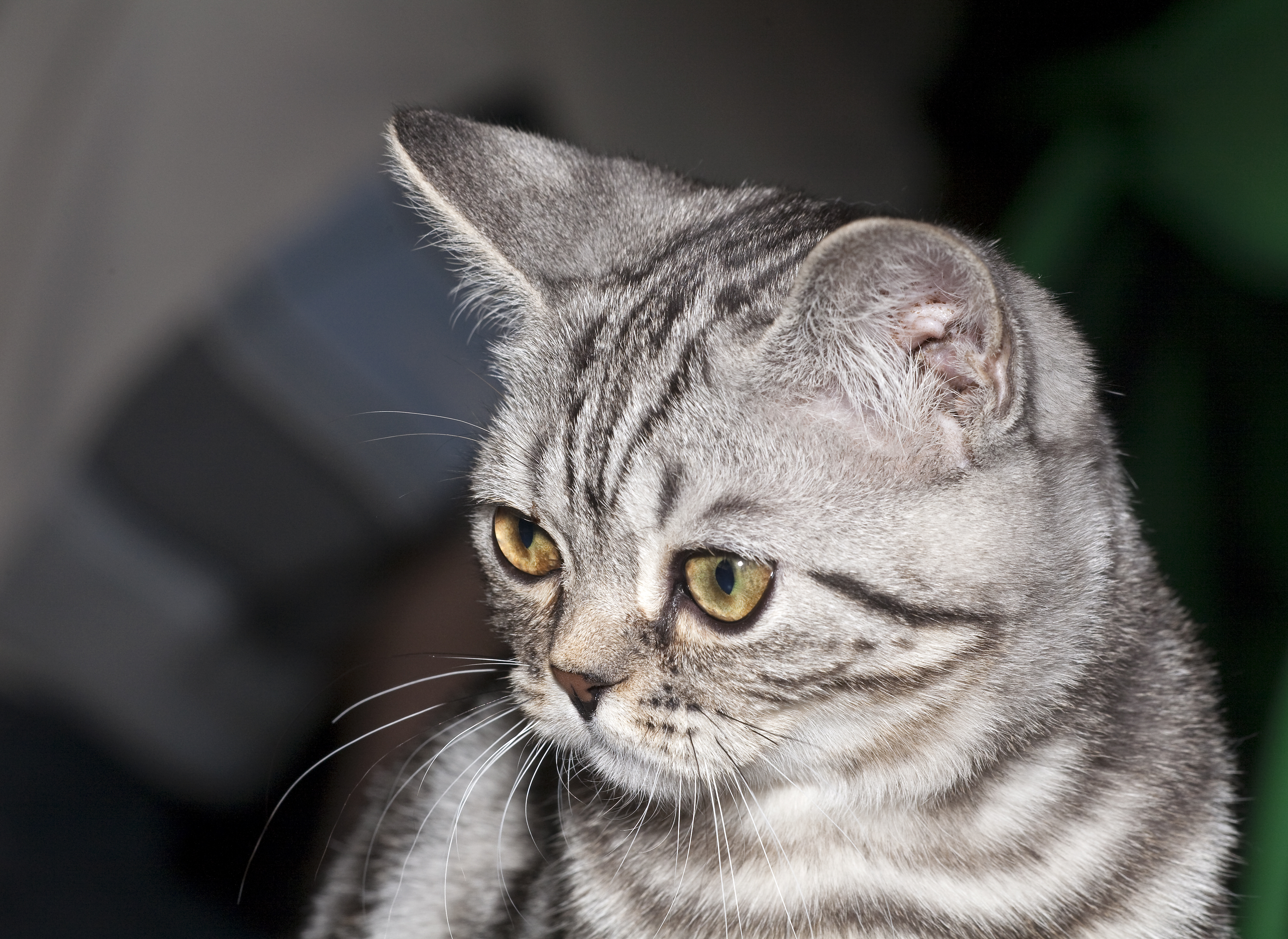 SFS71 fom Elen Bolero cattery (4499541324)