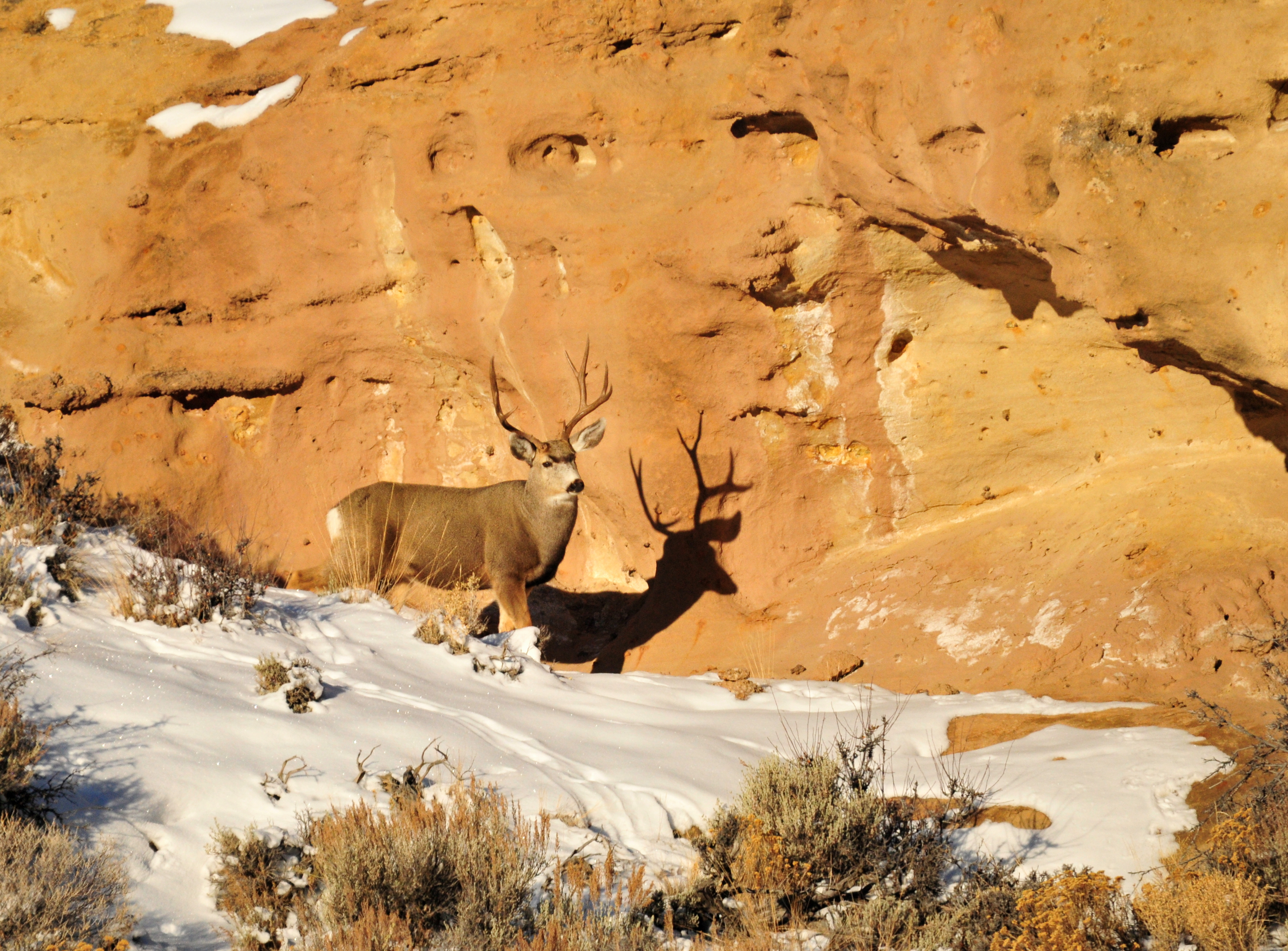 Shadow Buck (23107895473)
