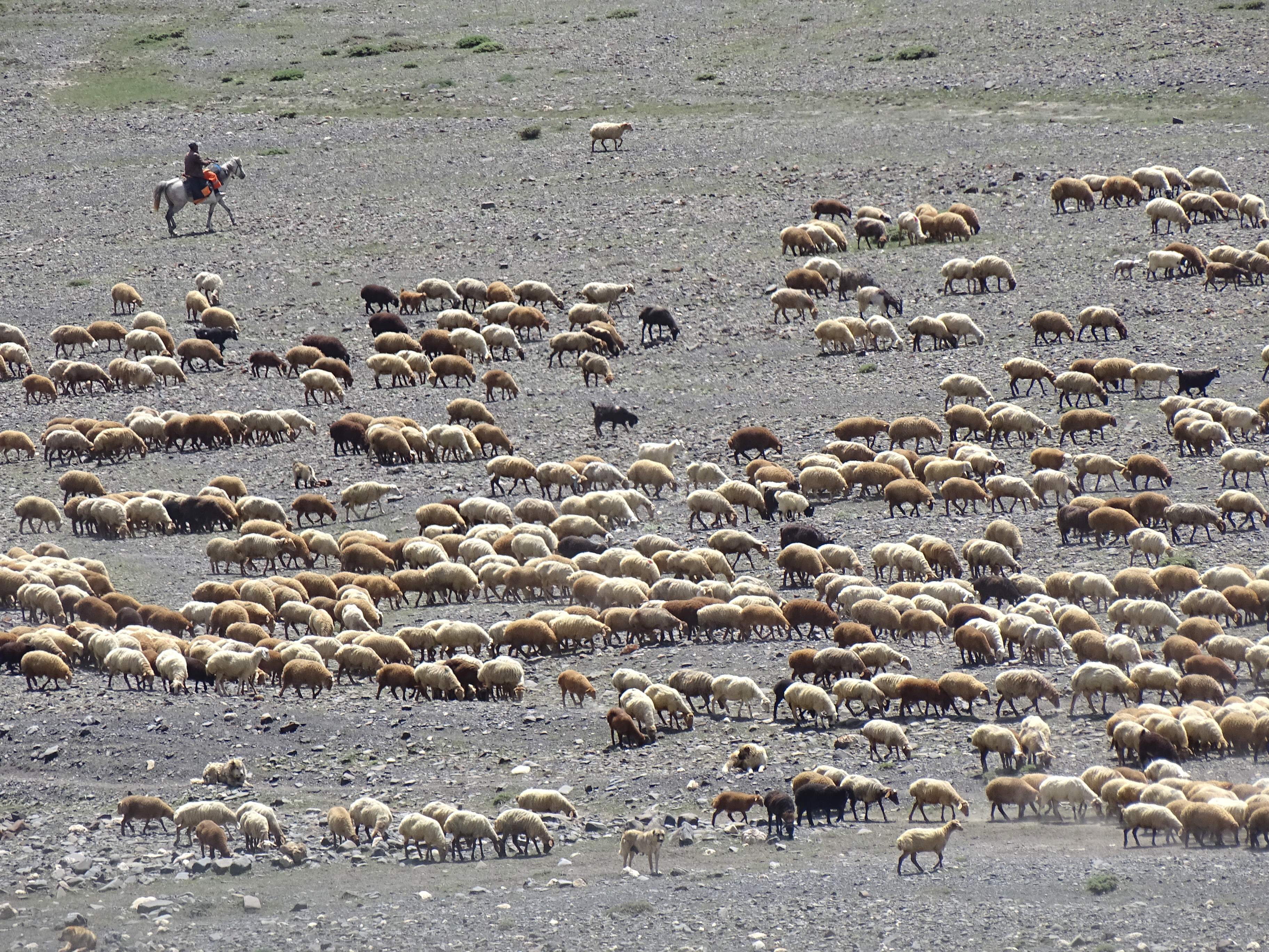 Sheep Flock with Herders - Outside Village of Xinaliq - Caucasus Mountains - Azerbaijan - 01 (18080511981)