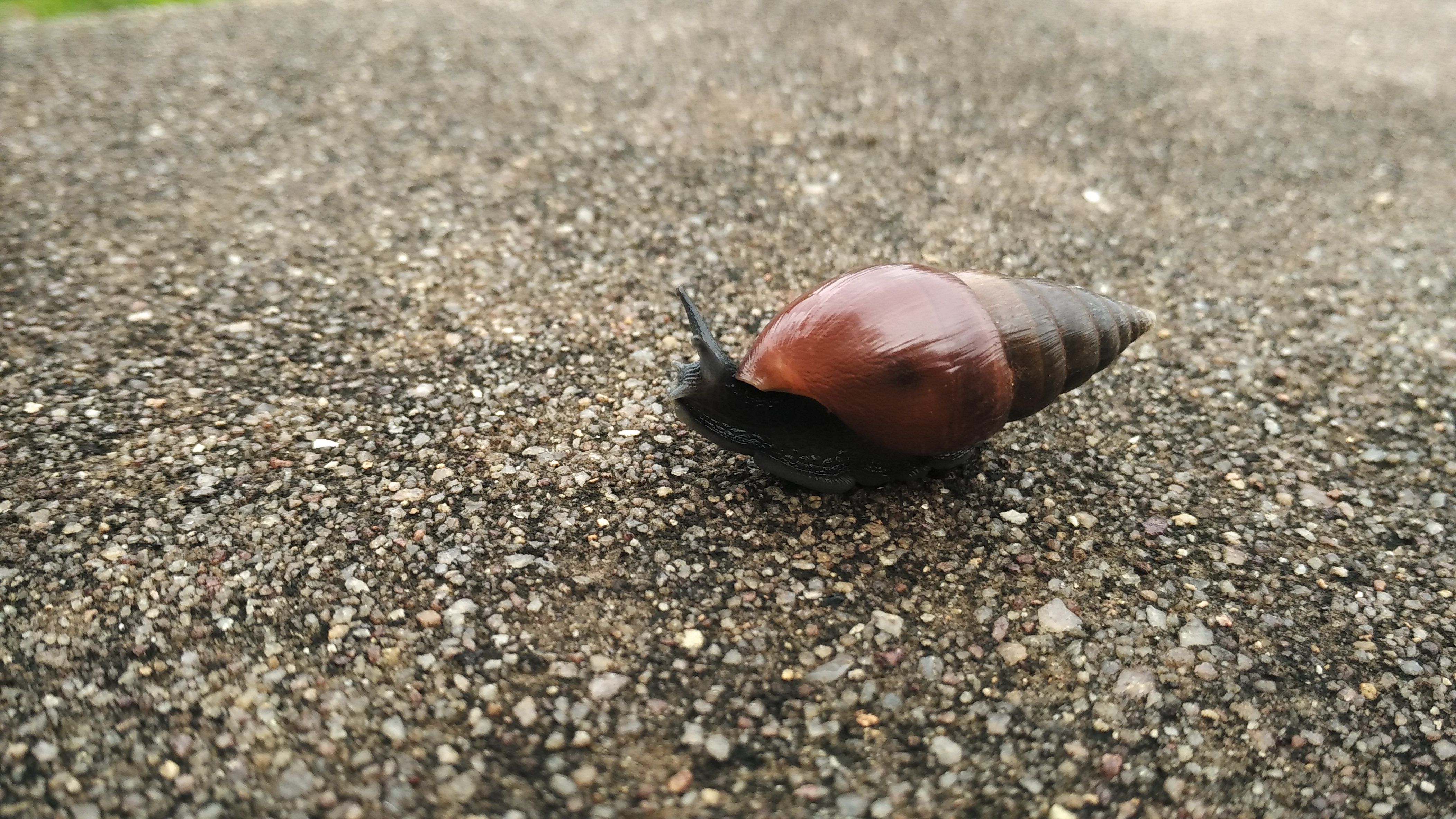 Shell NewBorn