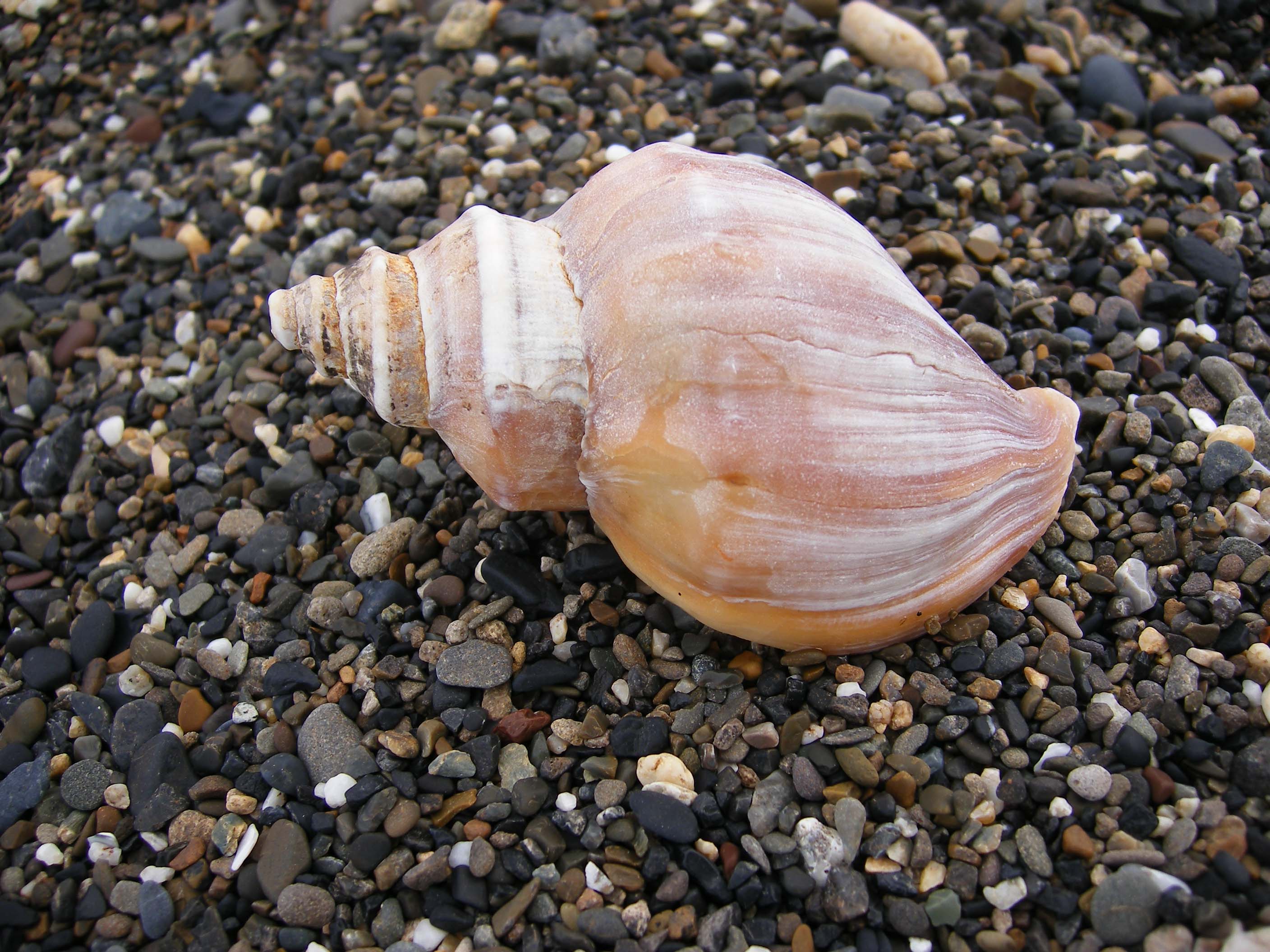 Shell on a Pebble Beach (8428759506)