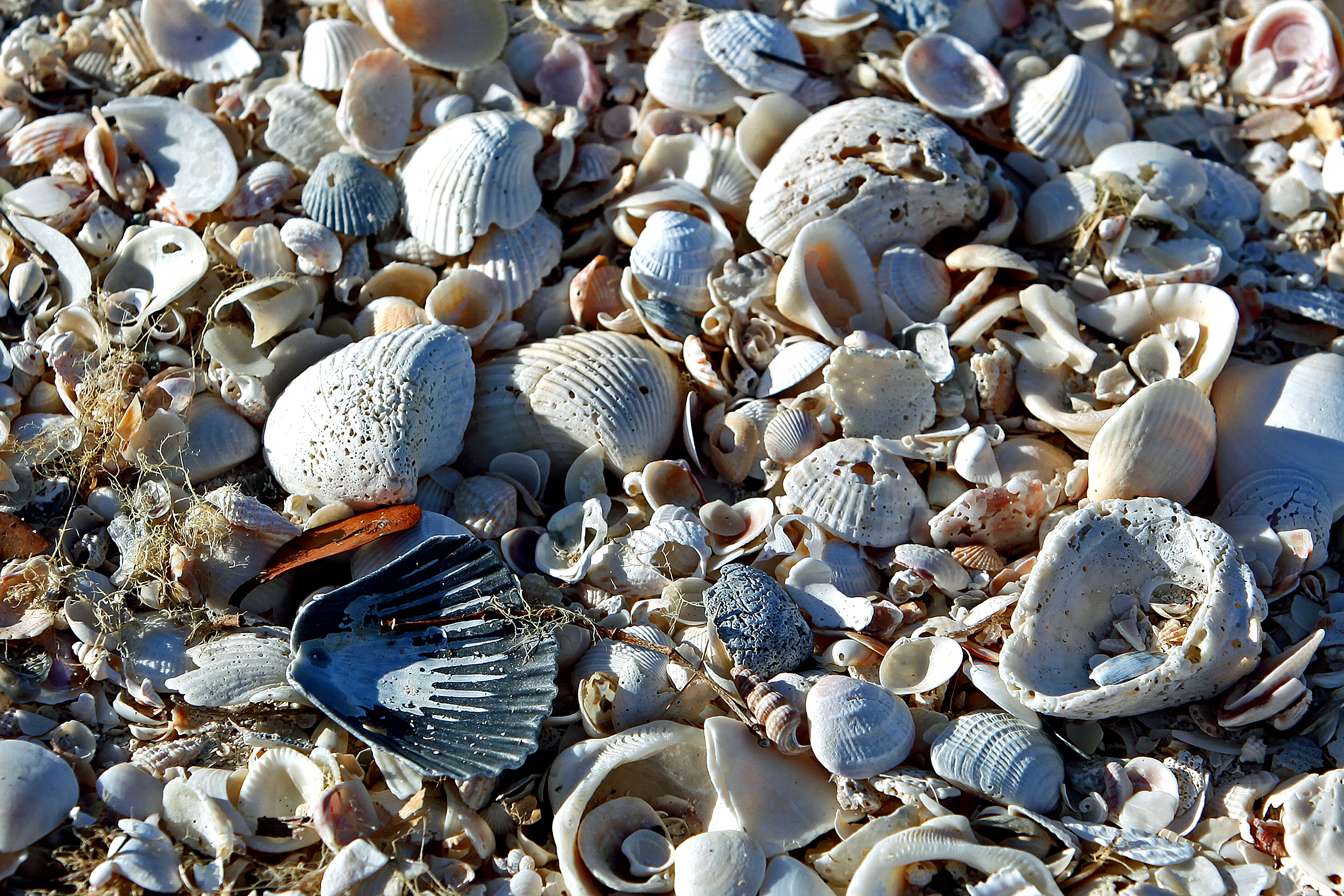 Shells, NPSPhoto, G.Gardner (9103314450)