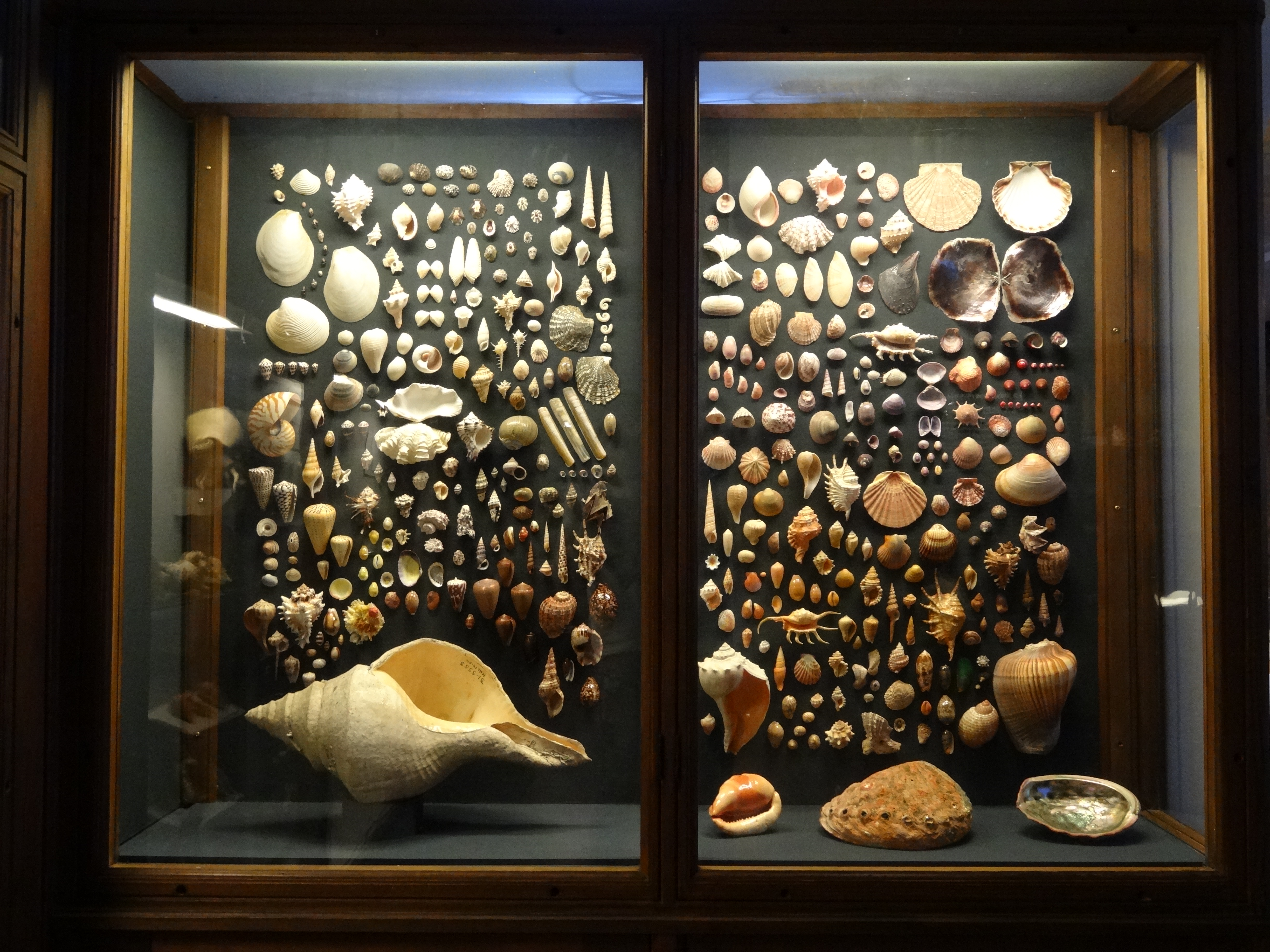 Shells display GNM 2017 02