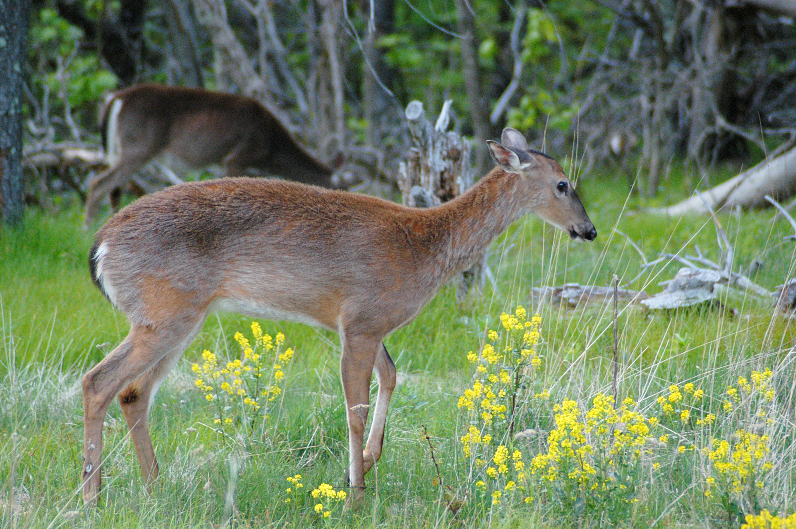 Shenandoah deer 20050521 191017 1.3008x2000