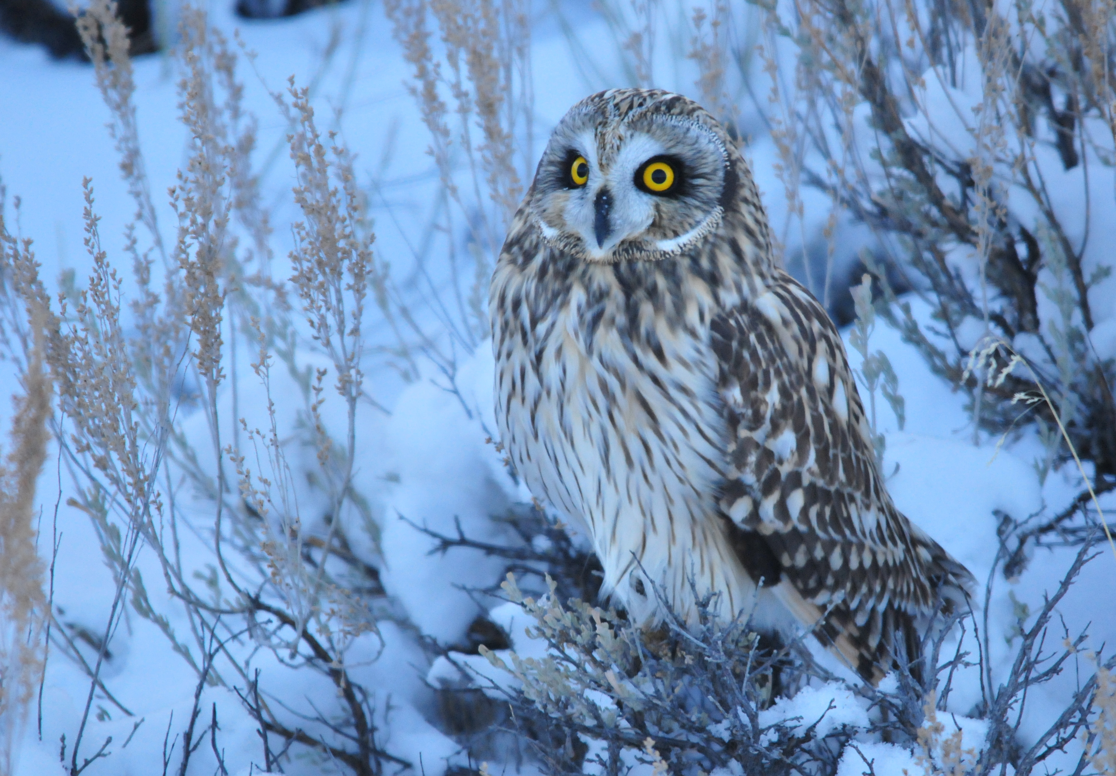 Short-Eared Owl on Seedskadee NWR (24005631946)