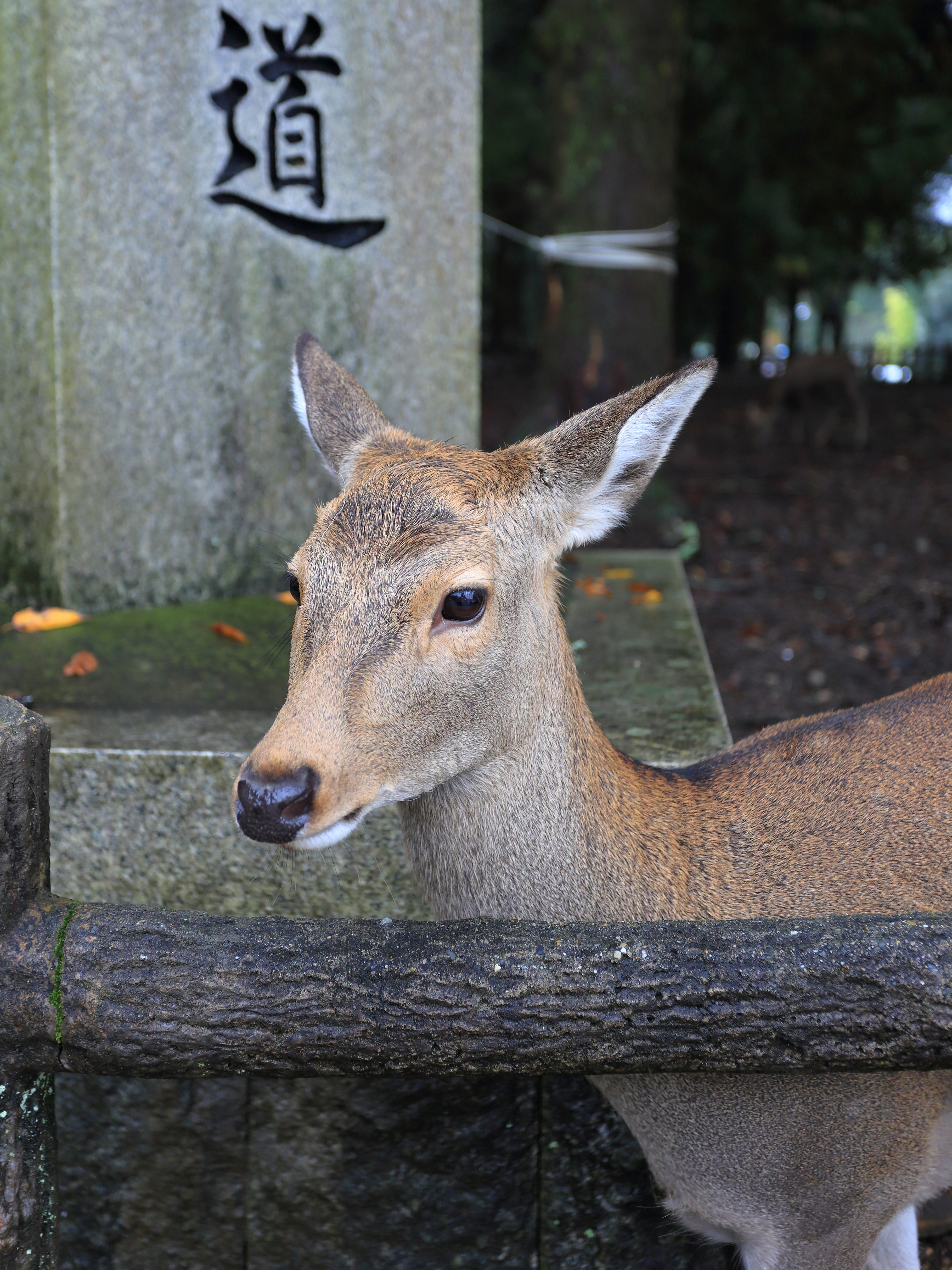 Sika deer in Nara Park, November 2016
