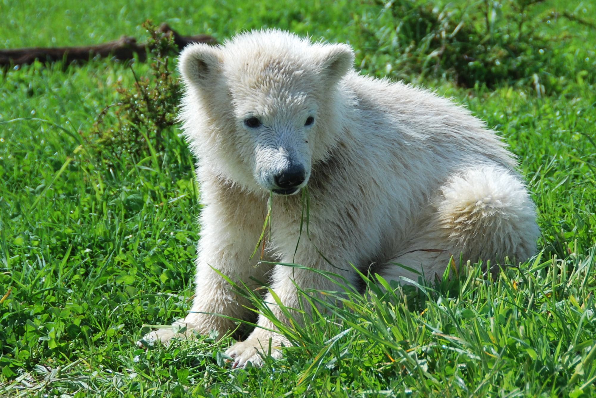 Siku 20120517