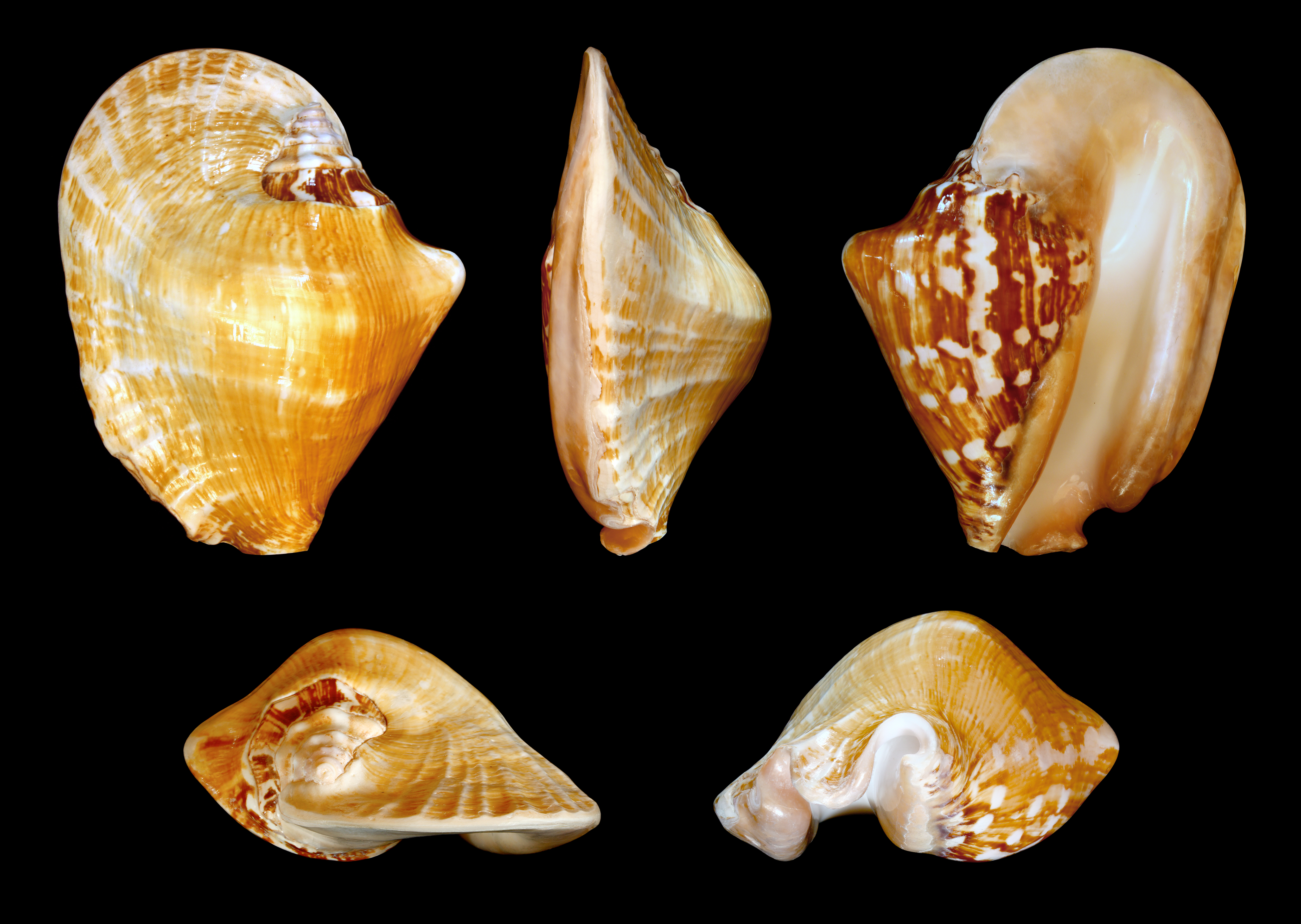 Sinustrombus latissimus 01