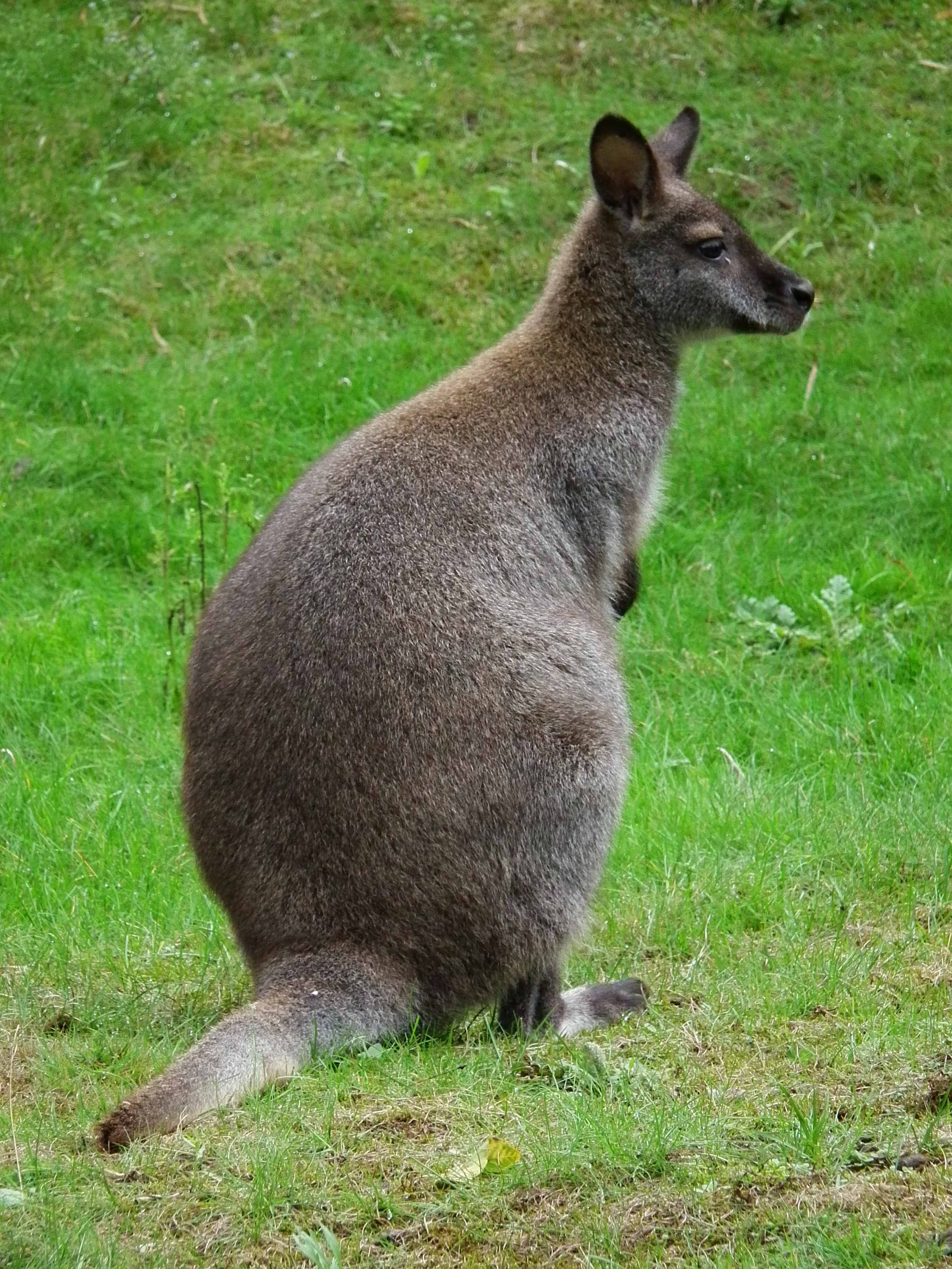 Sitzendes Rotnackenwallaby
