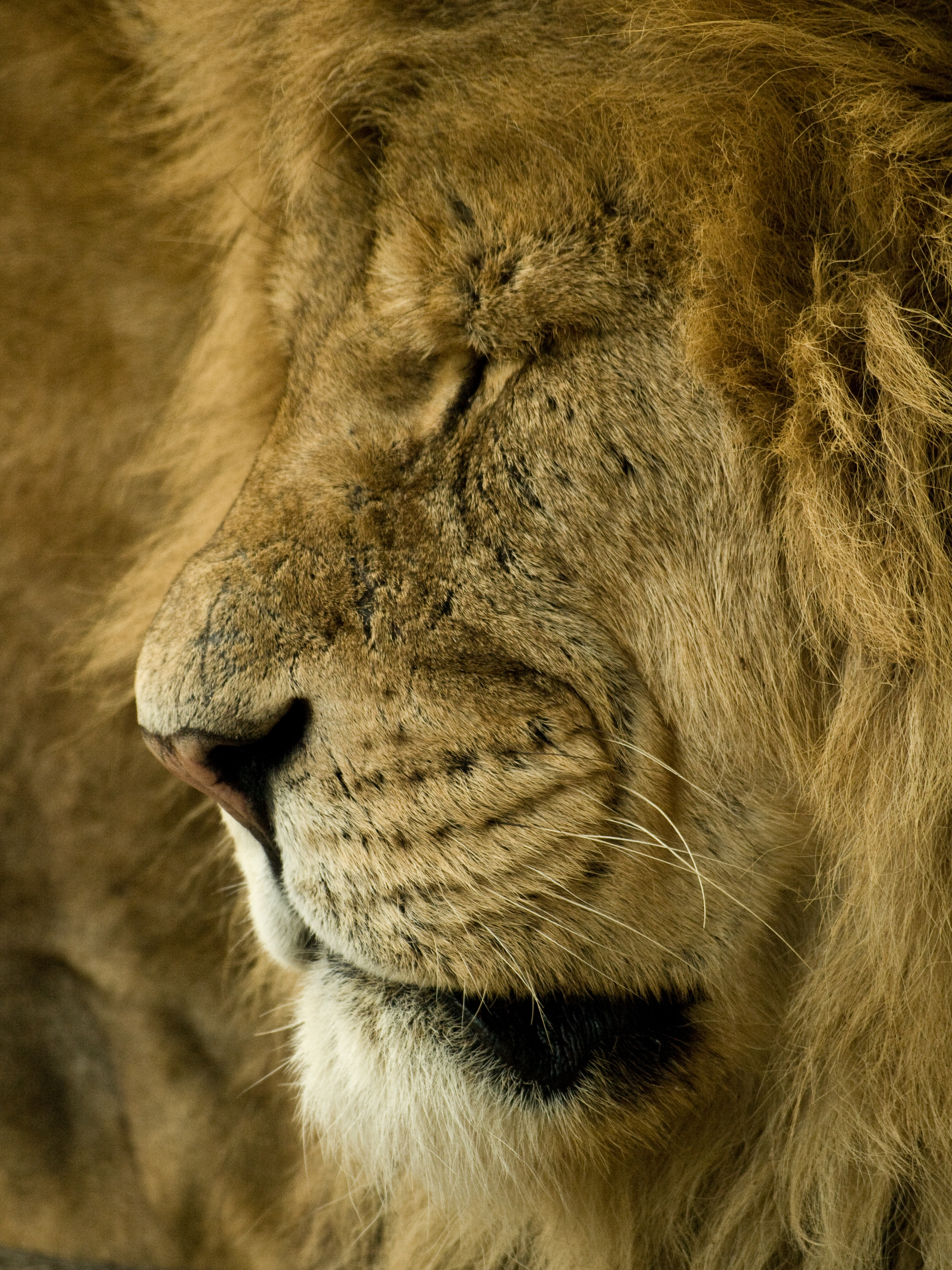 Sleeping Lion