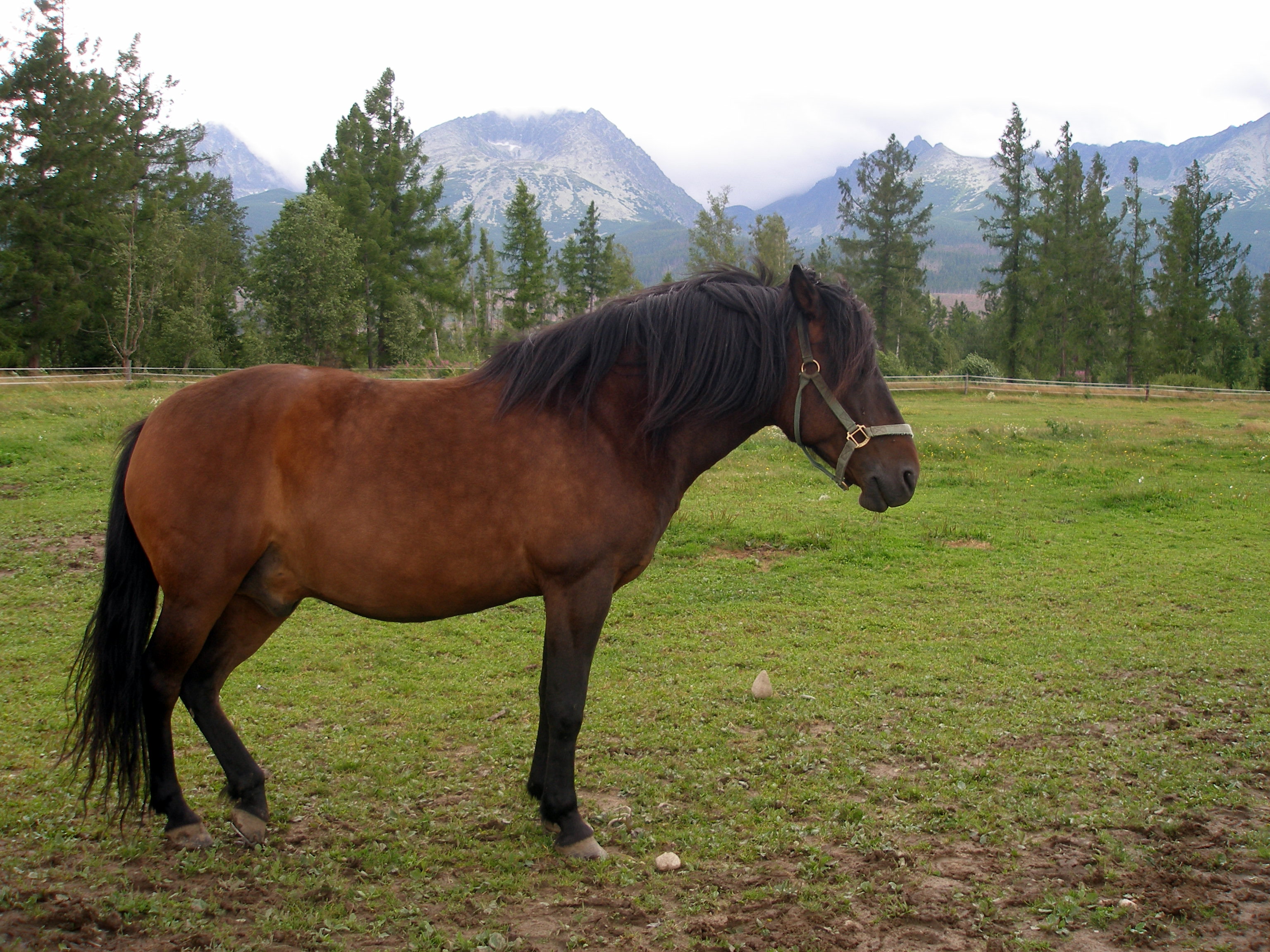 Slovakia High Tatras G31
