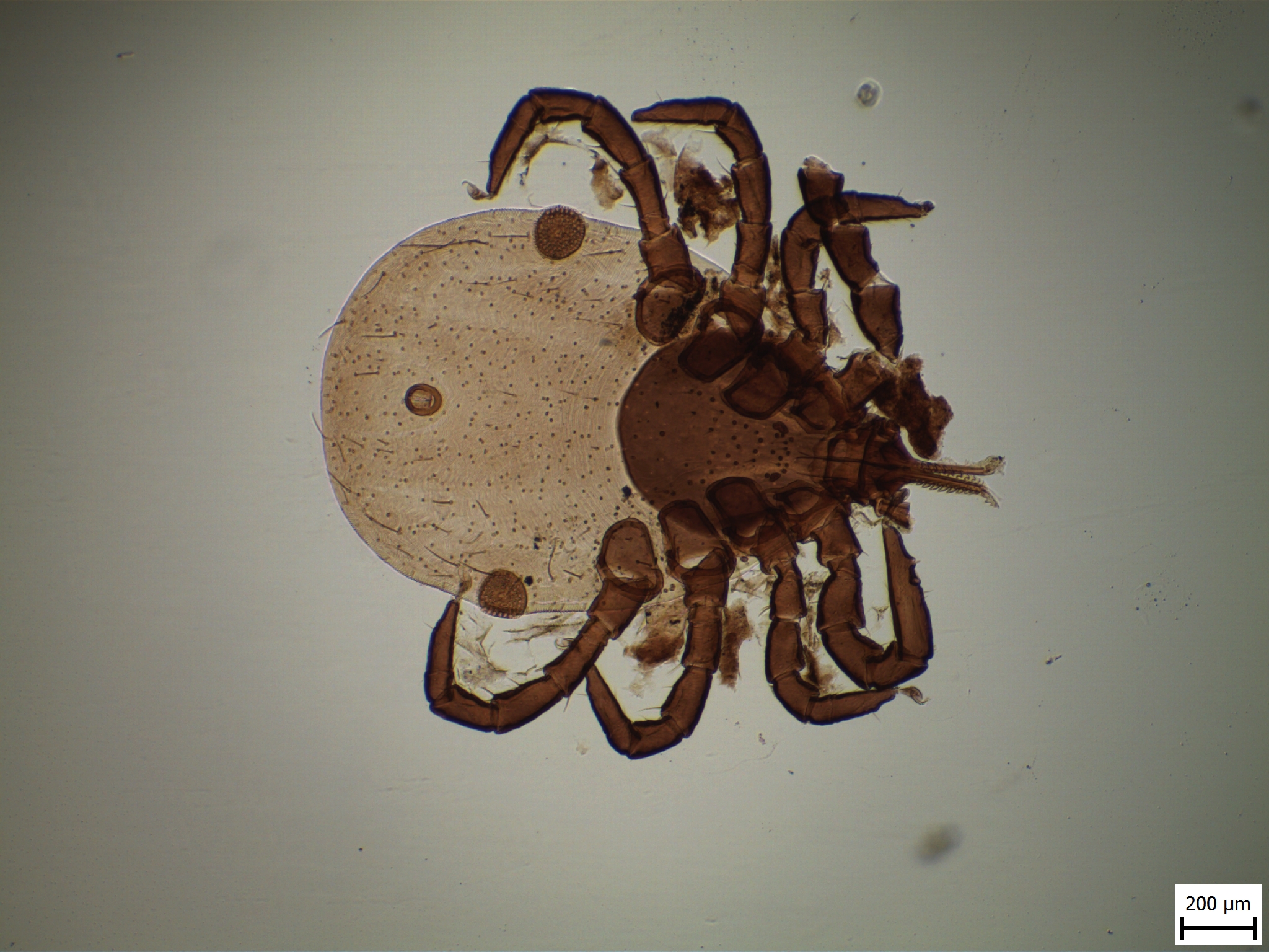 Small tick