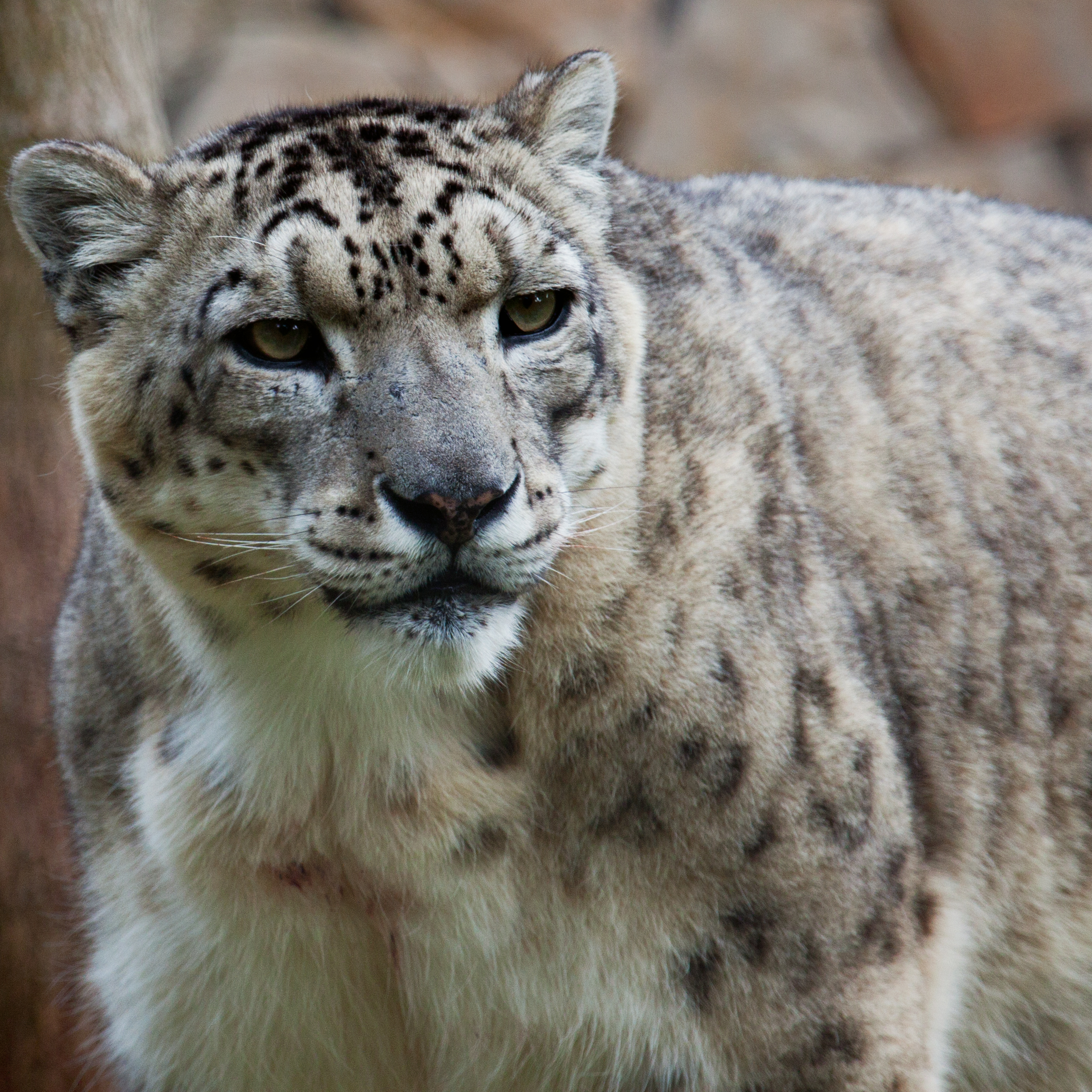 Snow-Leopard Uncia-uncia