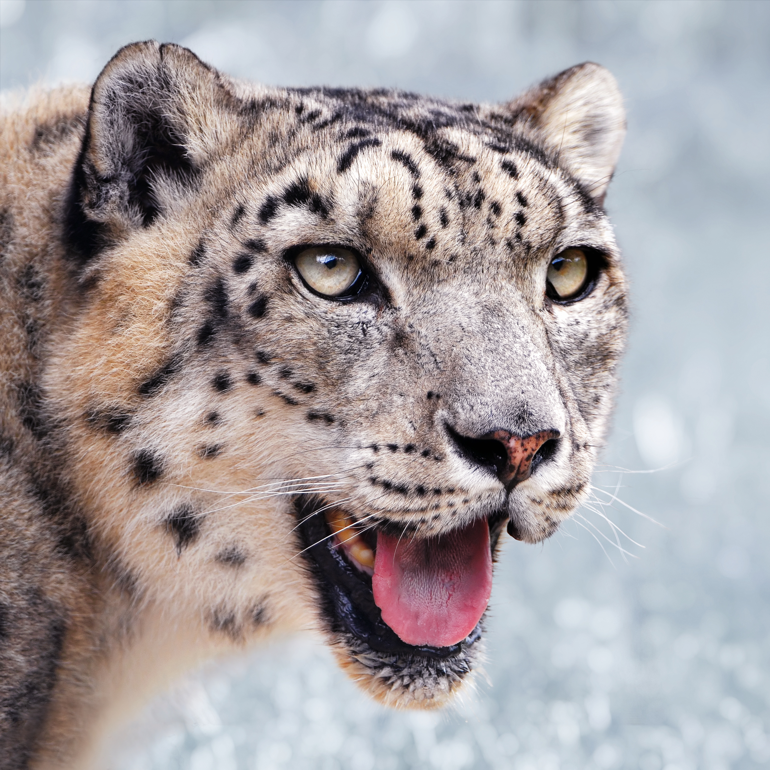 Snow leopard portrait-2010-07-09